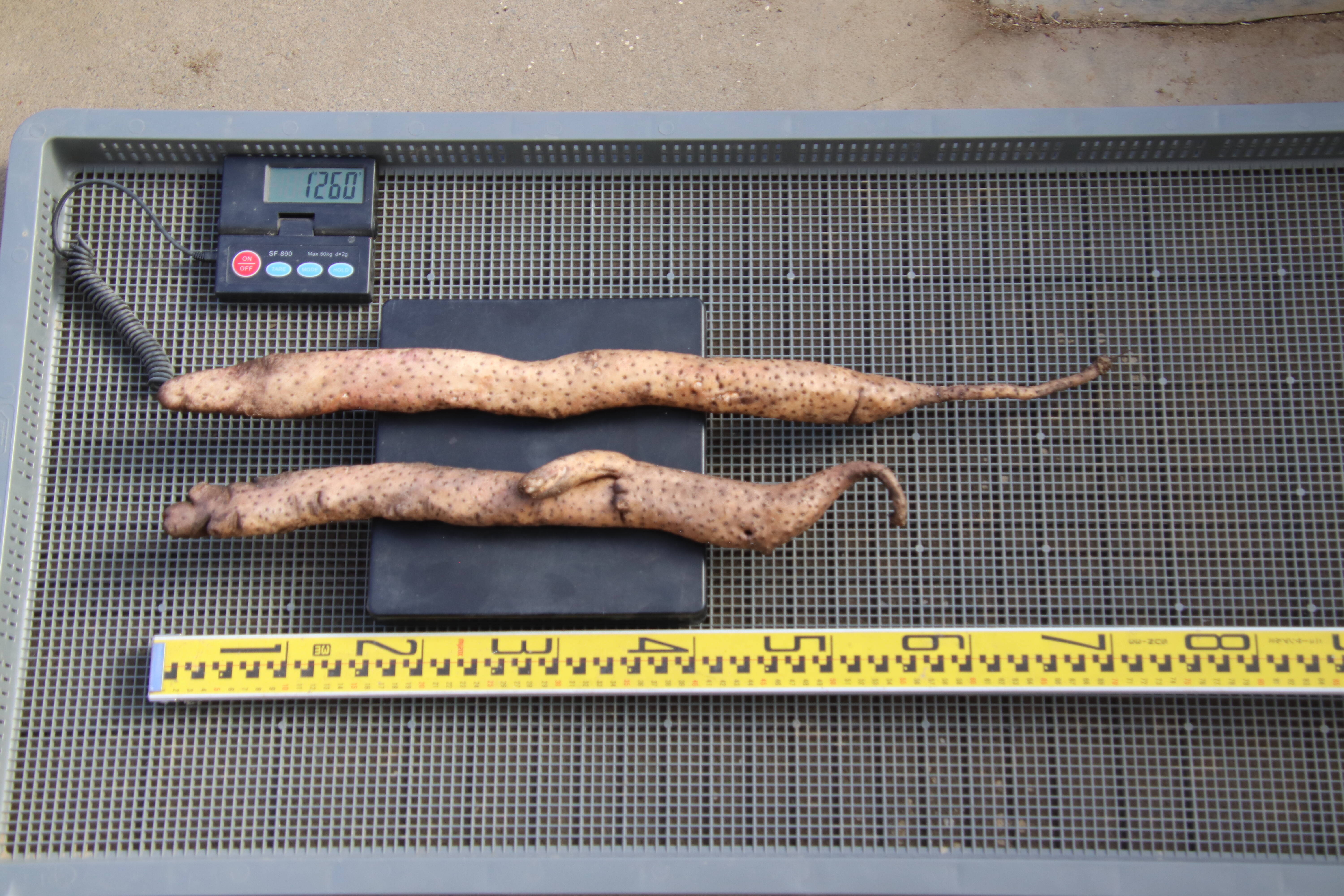 自然薯 1260g（25-1-01）：埼玉県産のその他根菜｜食べチョク｜産地