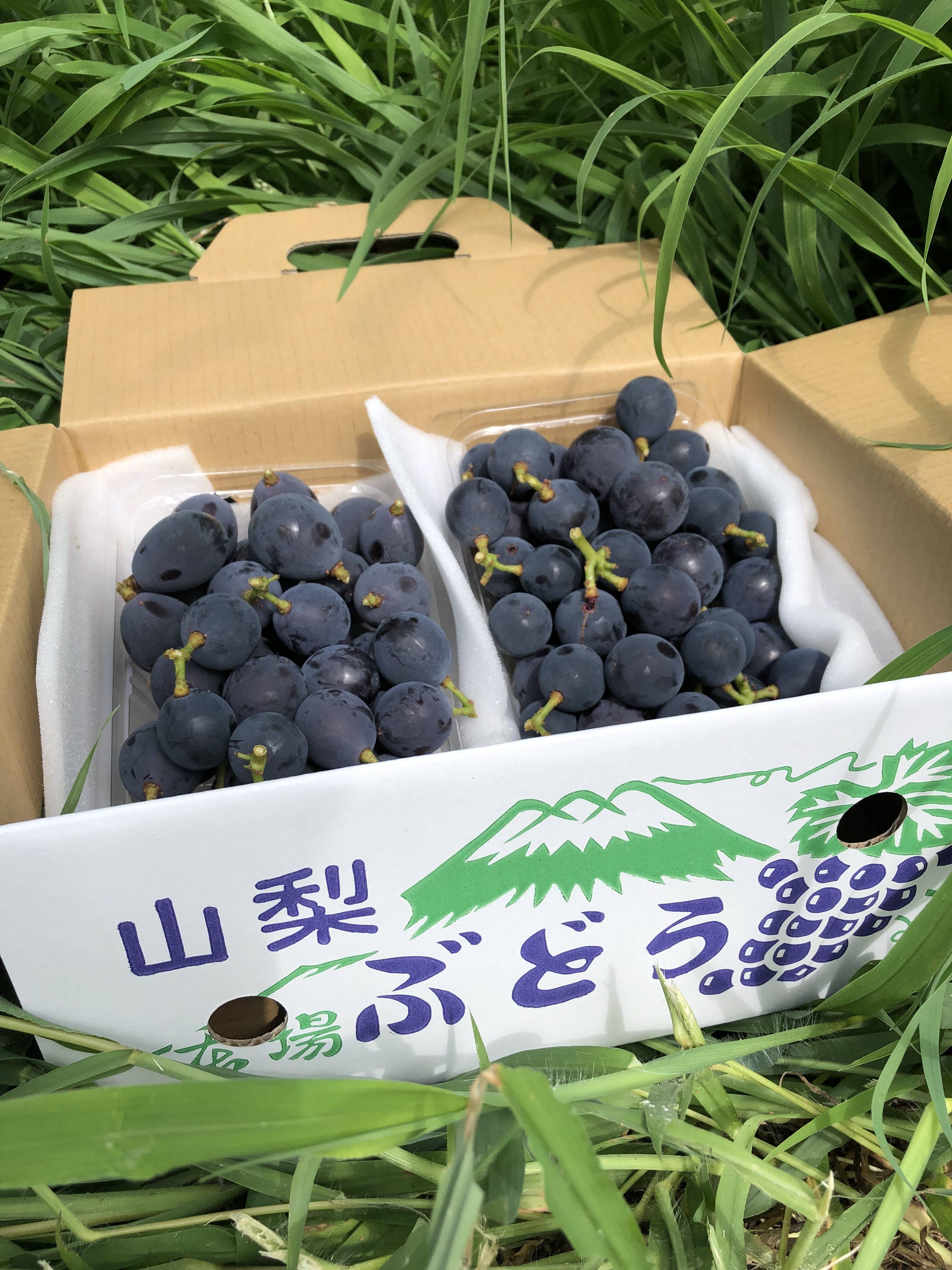 つぶつぶセット】巨峰ピオーネ（約1.2kg）甘いけど、色むら