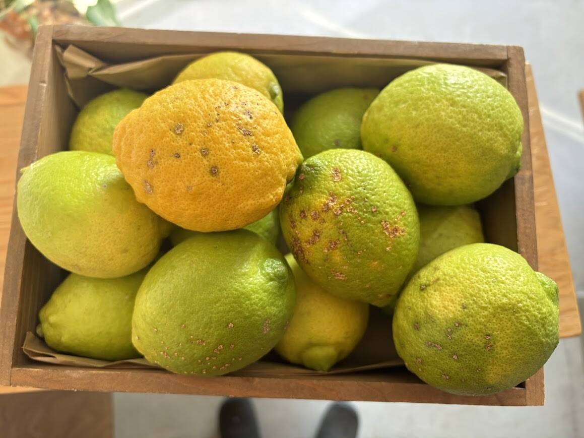 訳ありレモン 傷があっても美味しいです！！4kg：鹿児島県産のみかん