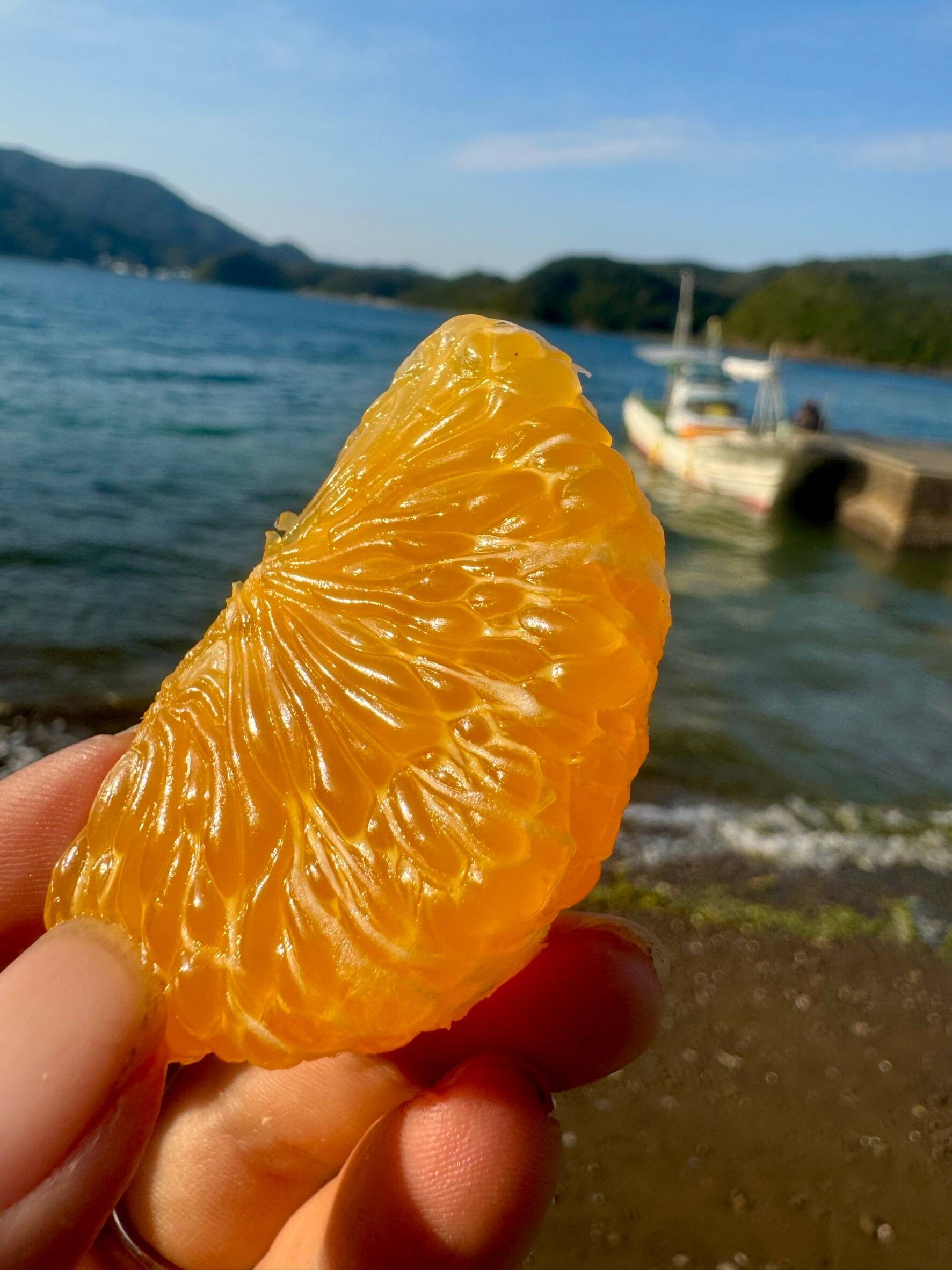 うぶ柑(甘夏)の収穫をしてきました｜食べチョク｜産地直送(産直