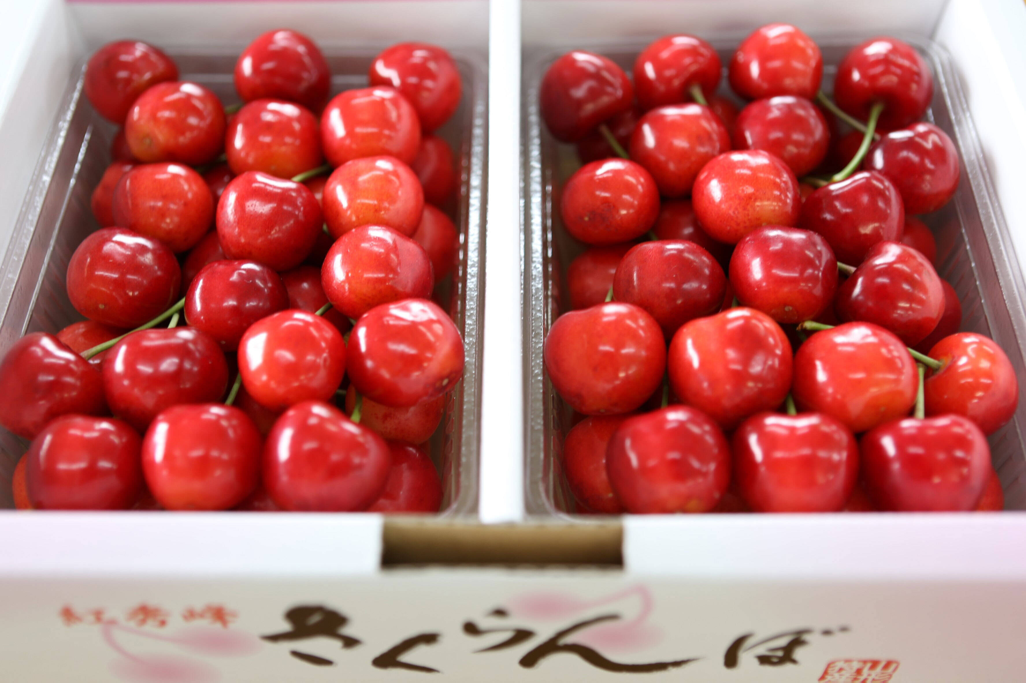🍒感謝価格販売🍒 】【 紅秀峰 】【 贈答用 】【 肉厚果肉