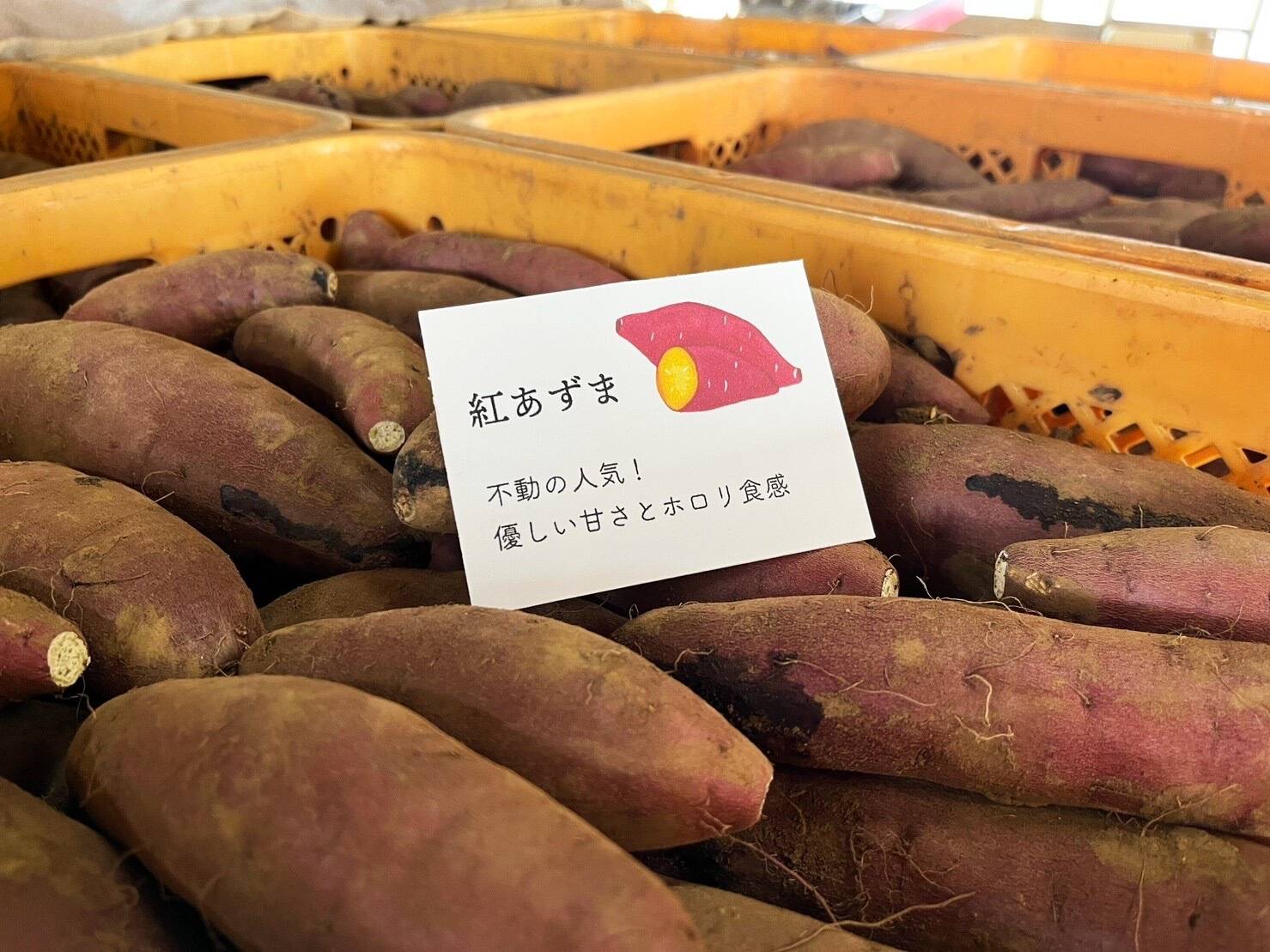 紅あずま 希少！長期熟成】訳アリ紅あずま土付き4kg：千葉県産のベニアズマ