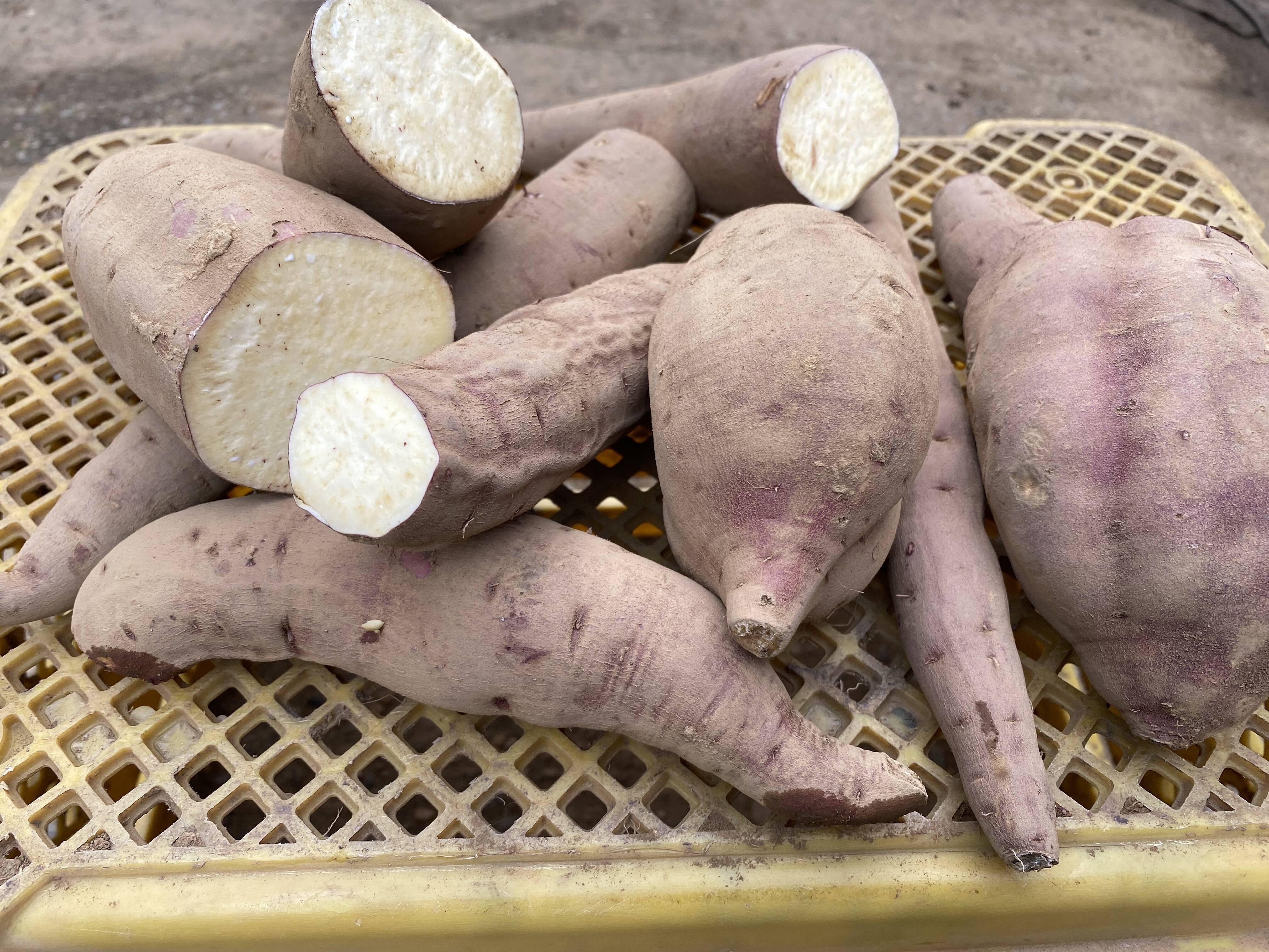 今週お買い得🉐【はねだし】でも充分美味しい❣️上品な甘さ😋千葉県