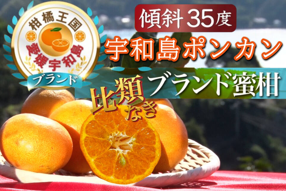 通をやみつきにさせる濃厚ポンカン メディアにも取り上げられた傾斜35度の崖上で収穫される希少な宇和島ブランドみかん 2025年3月下旬配送【お得な大容量約3kg】：愛媛県産のみかん・柑橘類｜食べチョク｜産地直送(産直)お