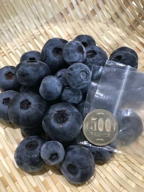 500円玉級の大粒も!】【完熟】【農薬不使用】朝採れブルーベリー (1kg