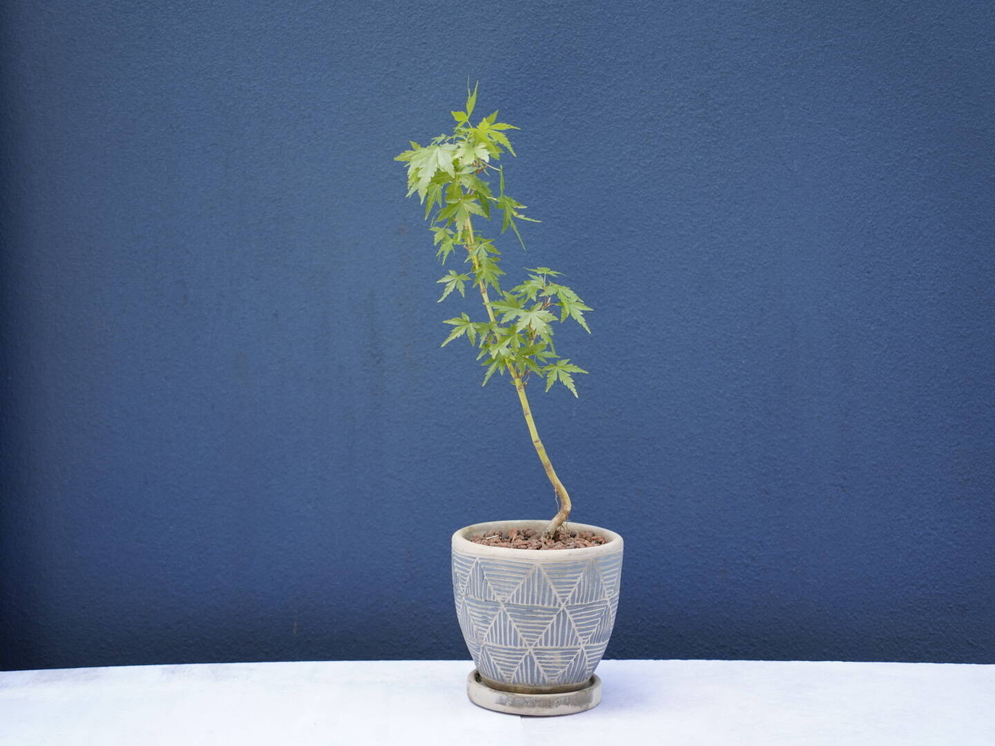 ミニ盆栽【ヤマモミジ×青白柄陶器】：埼玉県産のその他植物｜食べ