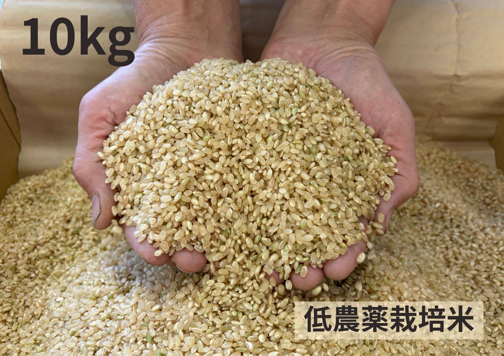 令和7年産】低農薬栽培米 コシヒカリ 玄米 10kg（真空袋5kg×2袋
