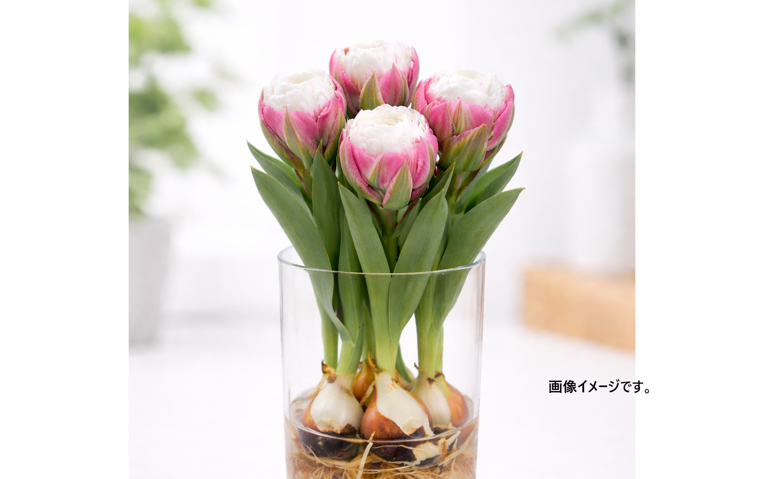 限定30個】球根付きチューリップ ”アイスクリームMIX” 4種5本※北海道