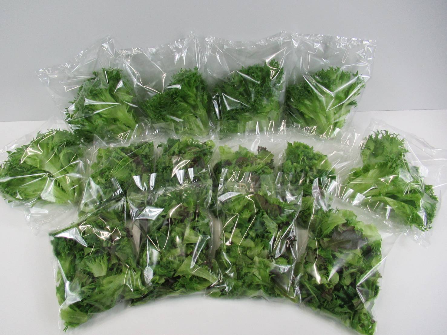 大容量】日常使いに！洗わずに食べられるレタス14点セット（1240g