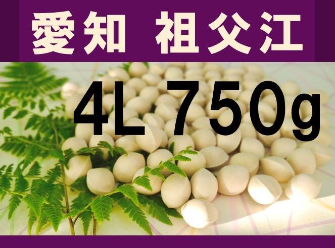 2023年新物！ 愛知県 祖父江産 久寿ぎんなん 銀杏 4L 750g ☆秋の味覚