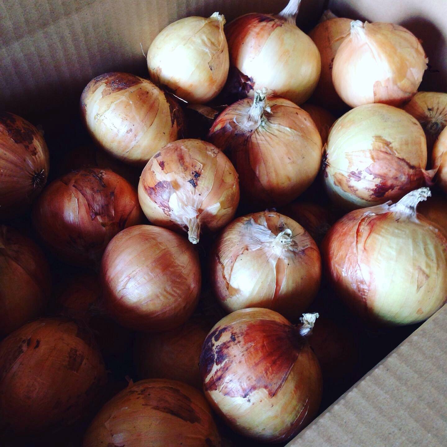 たまねぎ 27f5d9c946c12fb8004360c51273d5