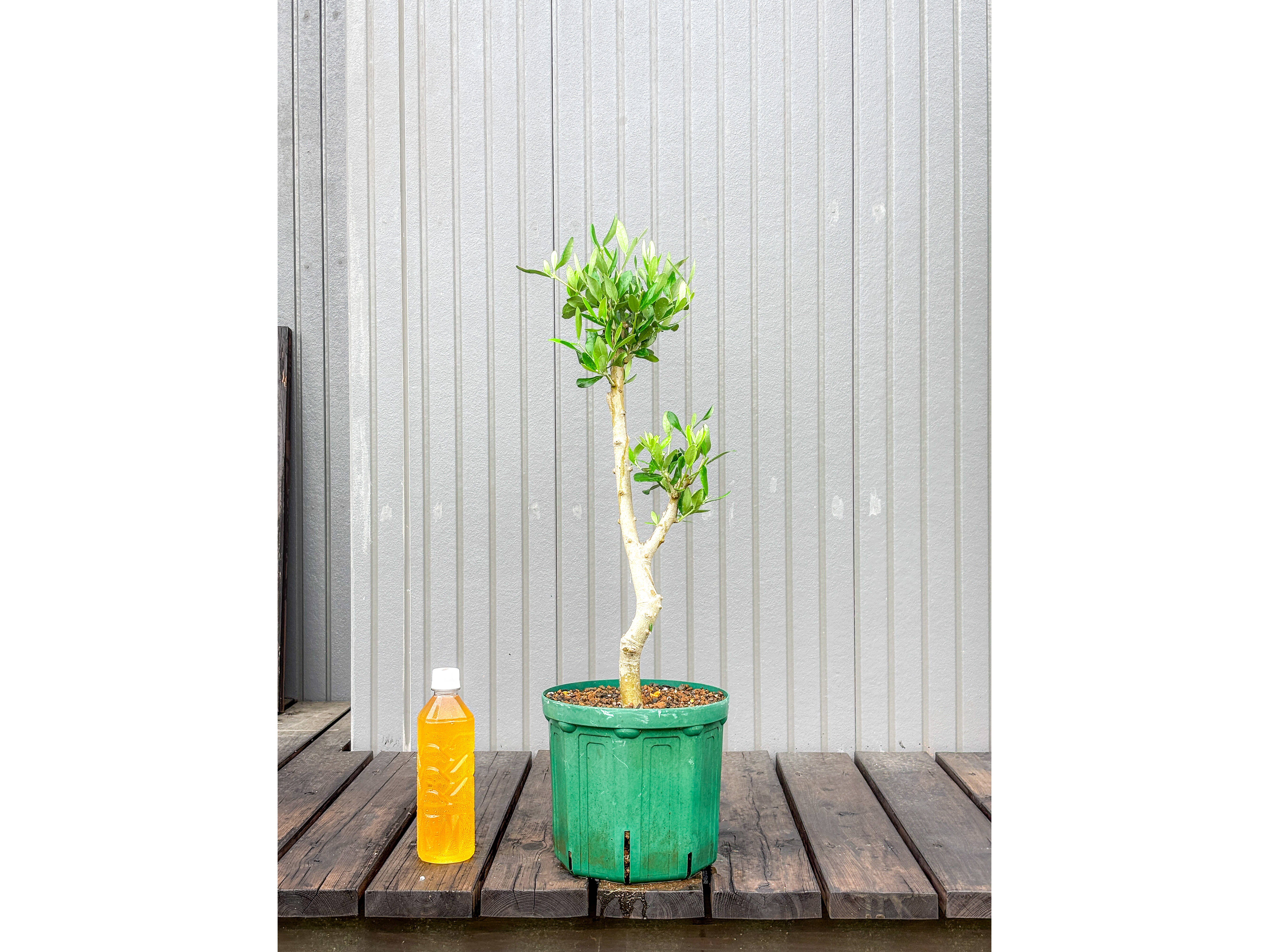 オリーブ 鉢植え フラントイオ｜育てやすい シンボルツリー・盆栽にも