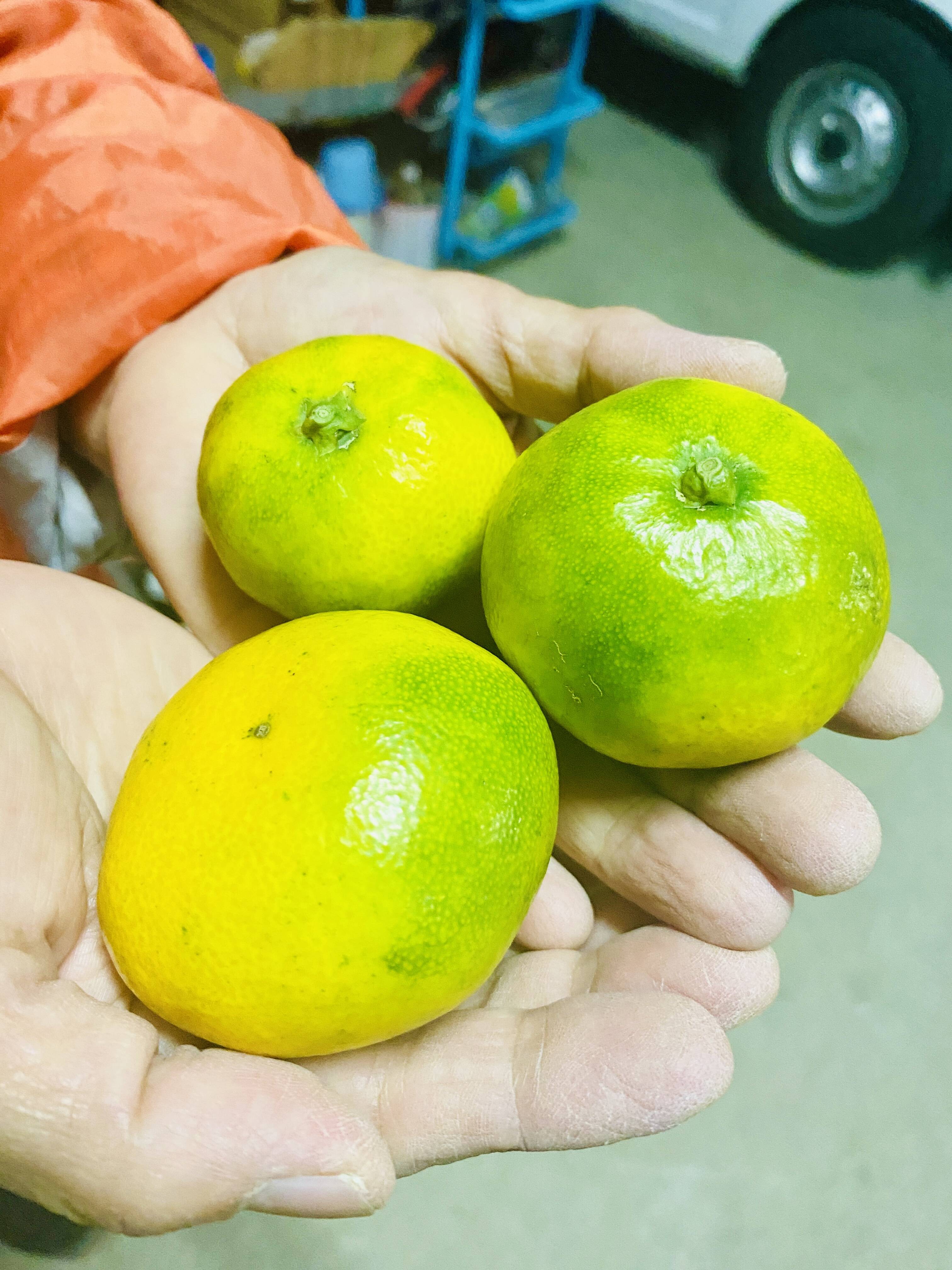 数量限定！2025年の初物みかん！ 西果樹園の【極早生みかん5kg