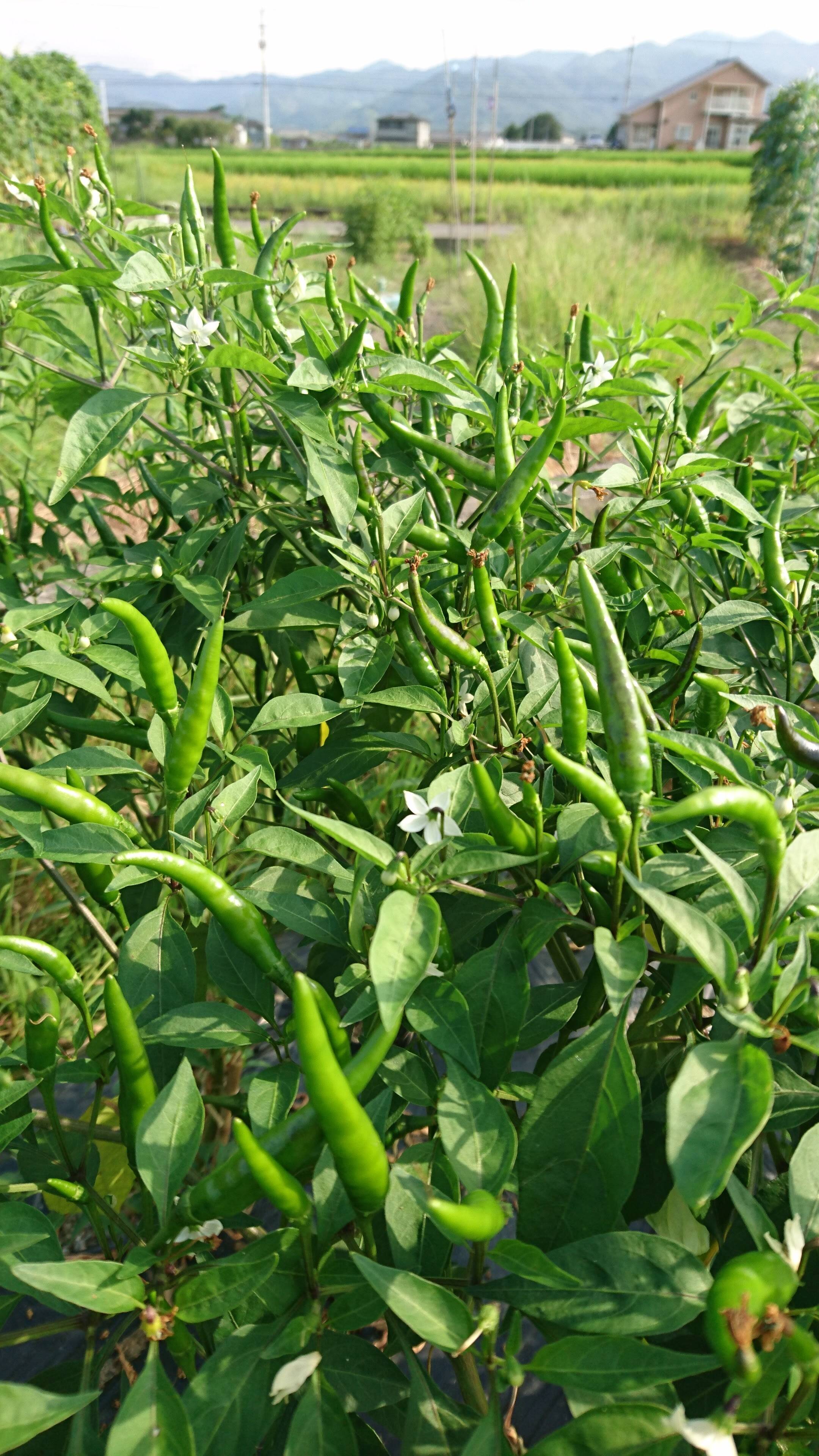 激辛 辣妹子 青唐辛子 8kg長野県産 【露地栽培】自然成熟 激辛 辣妹子