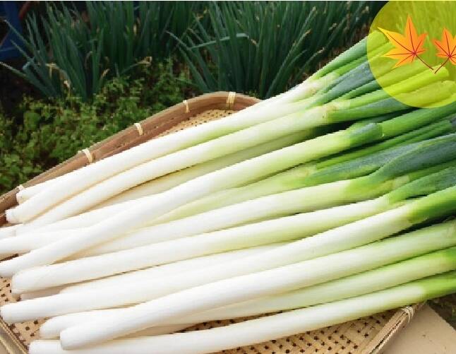 ✓【お試し1コイン特売】✓【オータムフェア】🎁至福の極甘ネギ