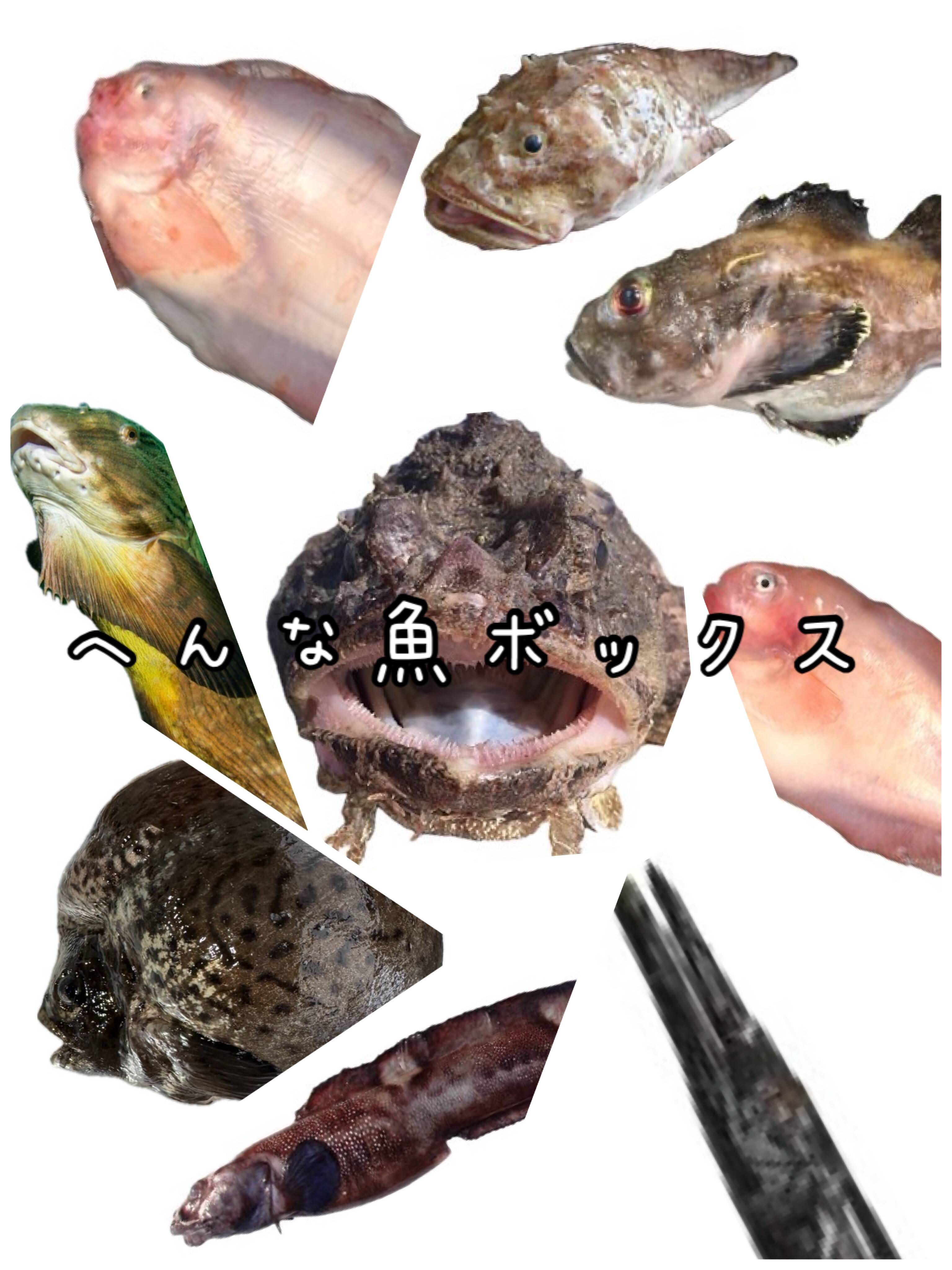 さかな ☆YouTubeで紹介☆ へんな魚ボックス【未利用魚オンリー】魚種指定不可