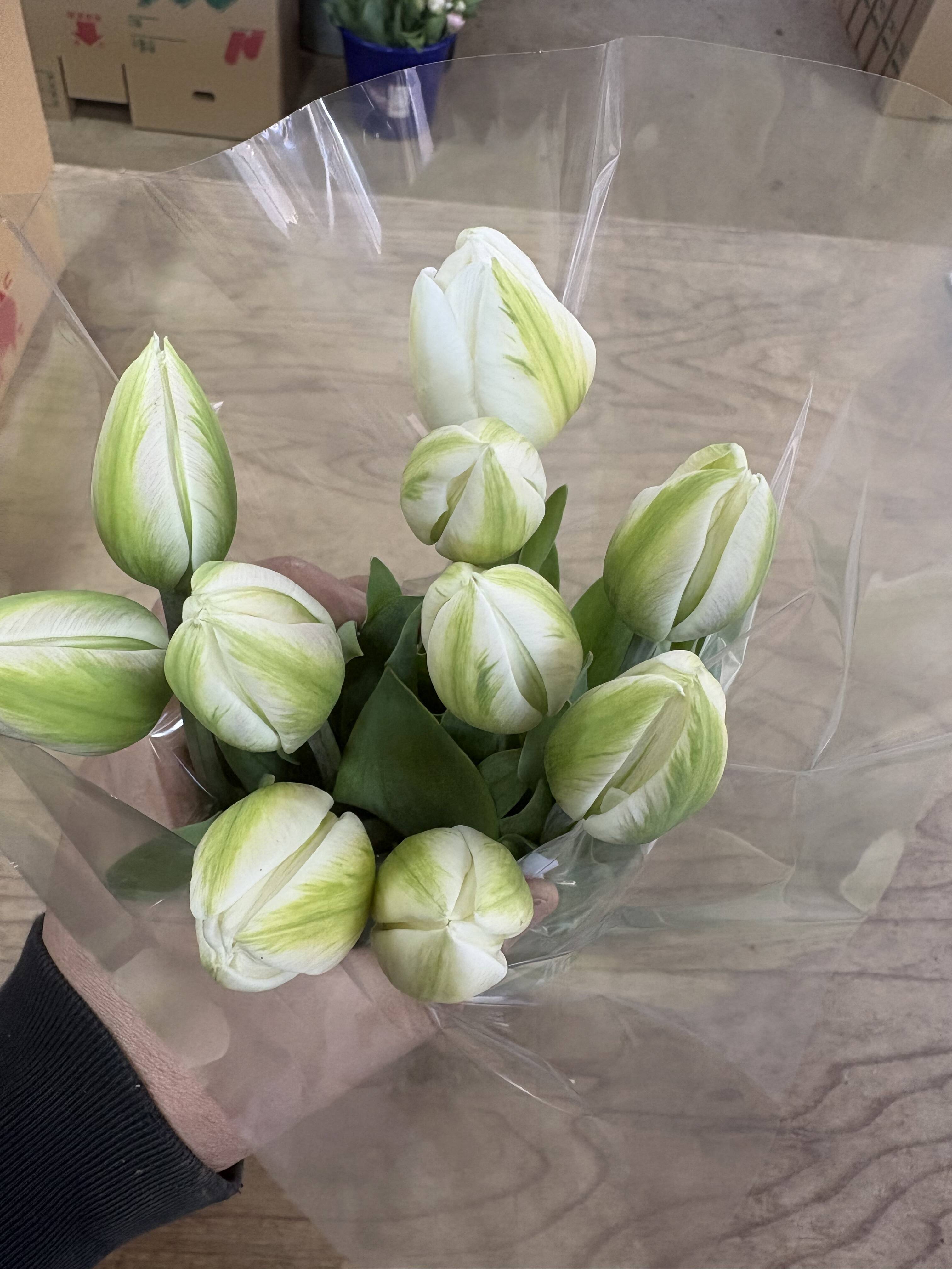 期間限定】日持ち処理済！新潟の『チューリップ』切花（白/橙に緑）各