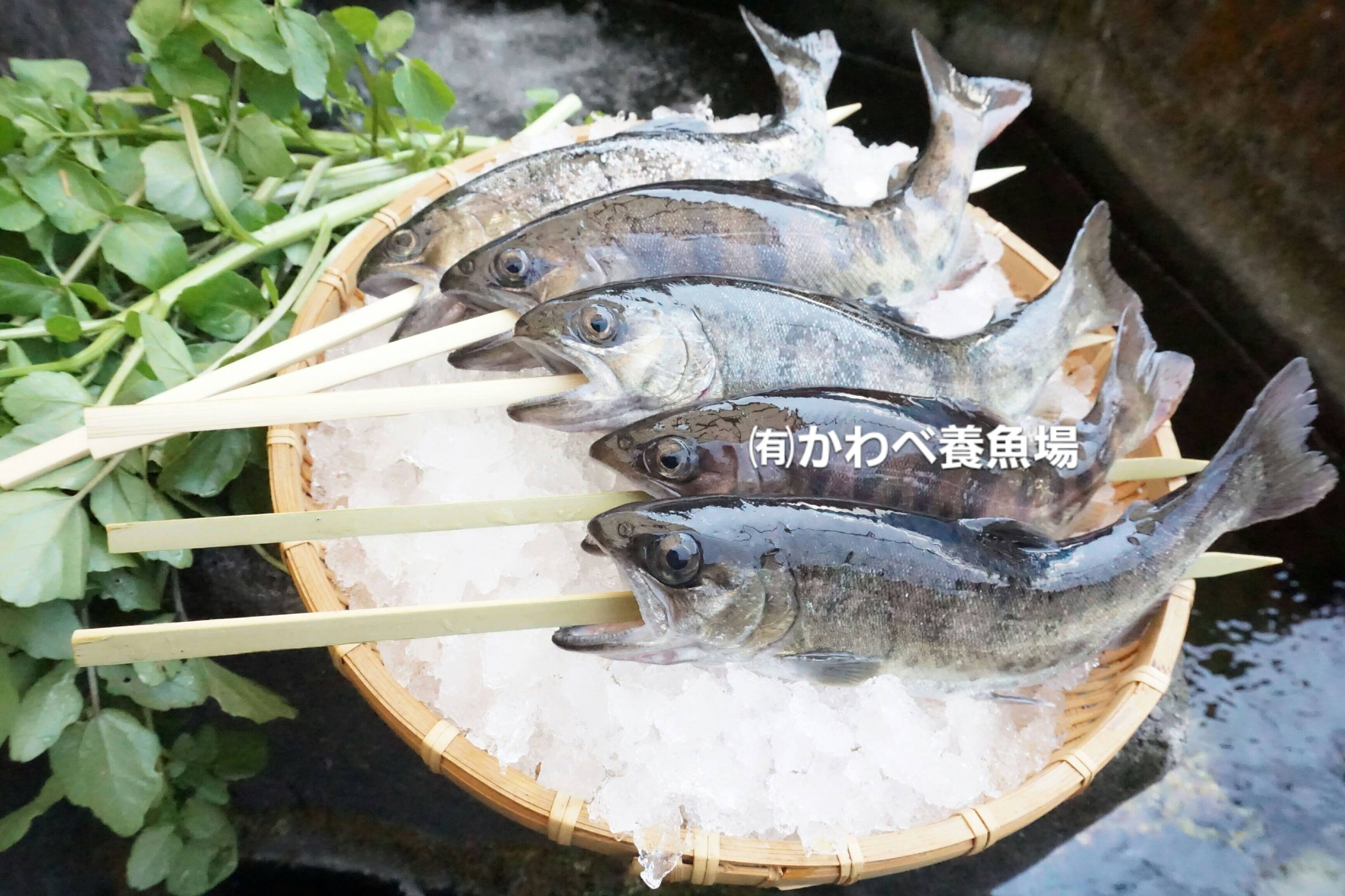 阿蘇から届く かわべの湧水やまめ 串つき匹冷凍 熊本県産 食べチョク 農家 漁師の産直ネット通販 旬の食材を生産者直送
