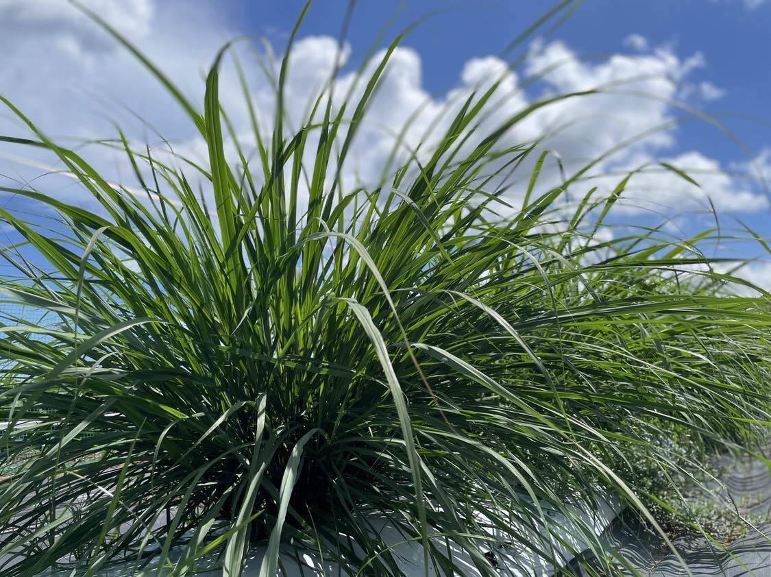 新鮮レモングラス料理用800g約植える可能 - 野菜