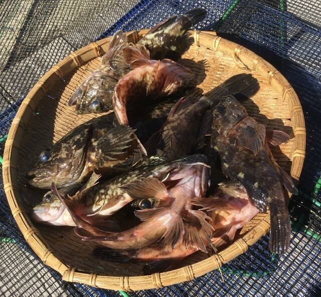 カサゴ ガシラ 小サイズ１０匹 から揚げ お味噌汁に最適 即発送 香川県産の魚 食べチョク 産地直送 産直 お取り寄せ通販 農家 漁師から 旬の食材を直送