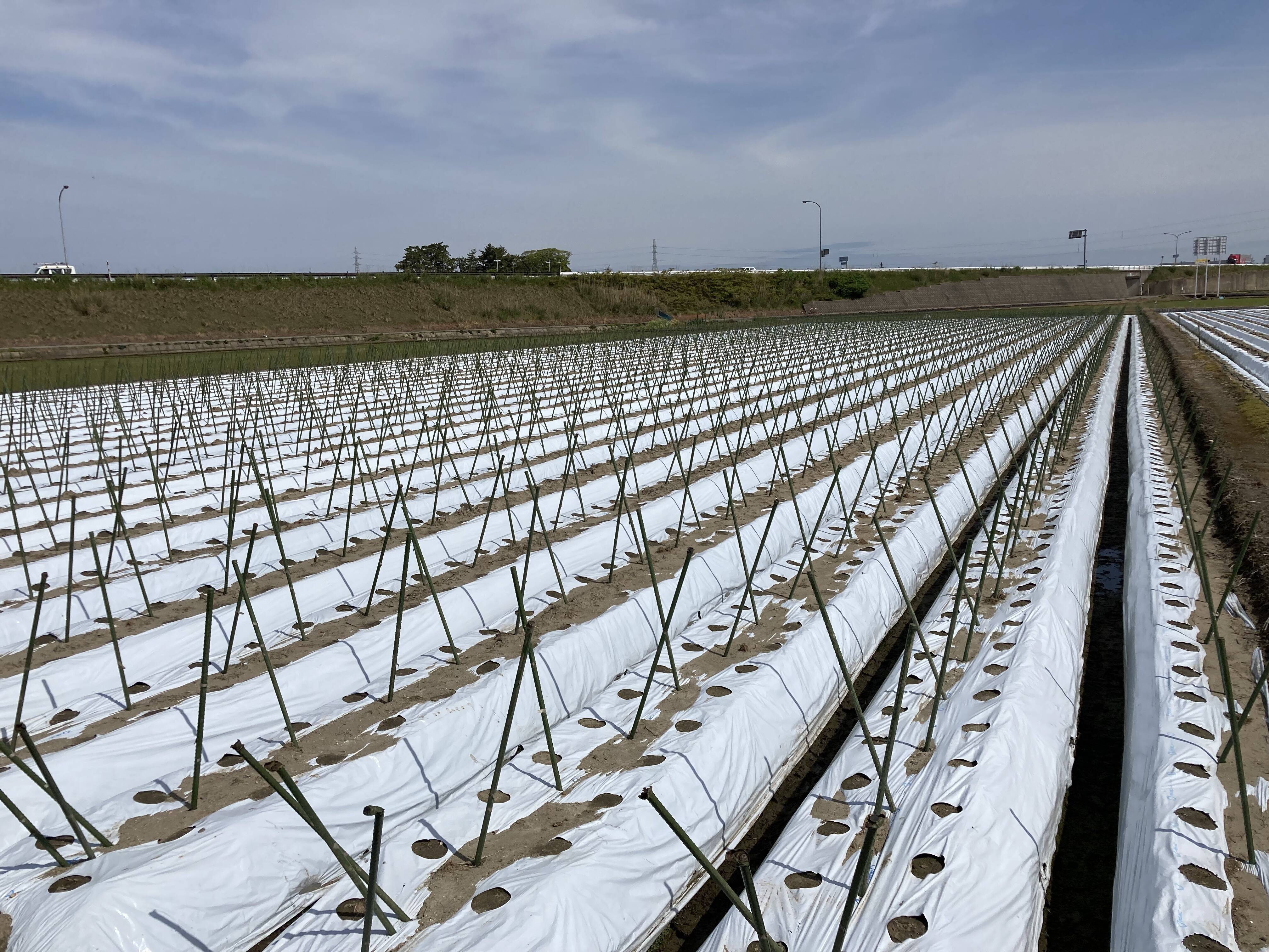加賀丸いも部会へのレビュー・商品：石川県｜食べチョク｜産地直送(産直)お取り寄せ通販 農家・漁師から旬の食材を直送