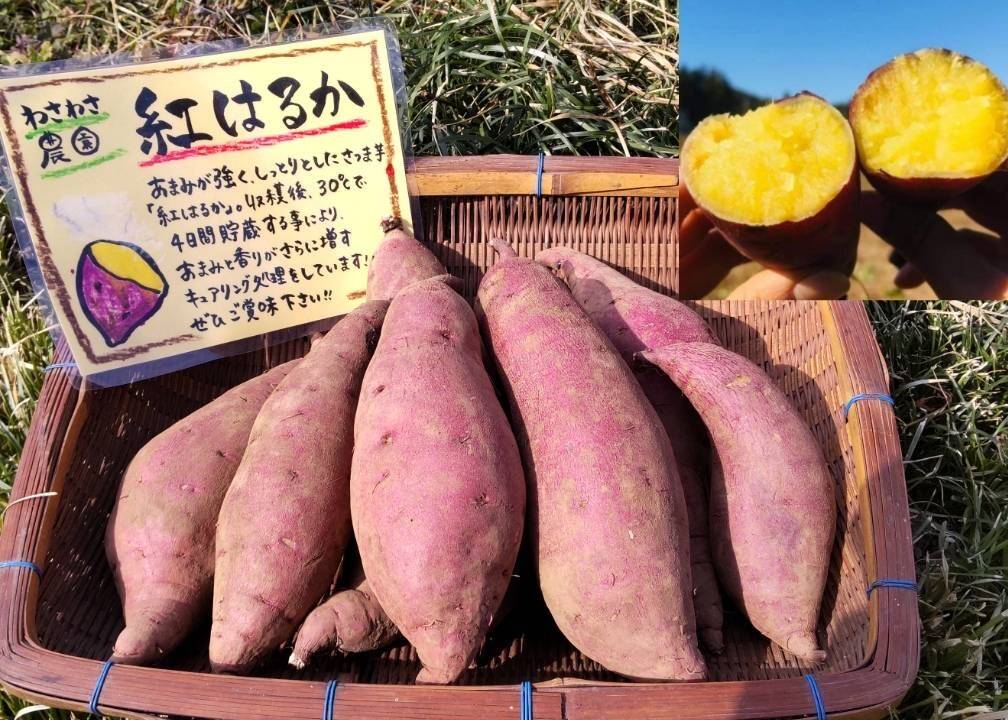 自然栽培】熟成された極甘さつまいも！紅はるか(2kg)：埼玉県産のべに