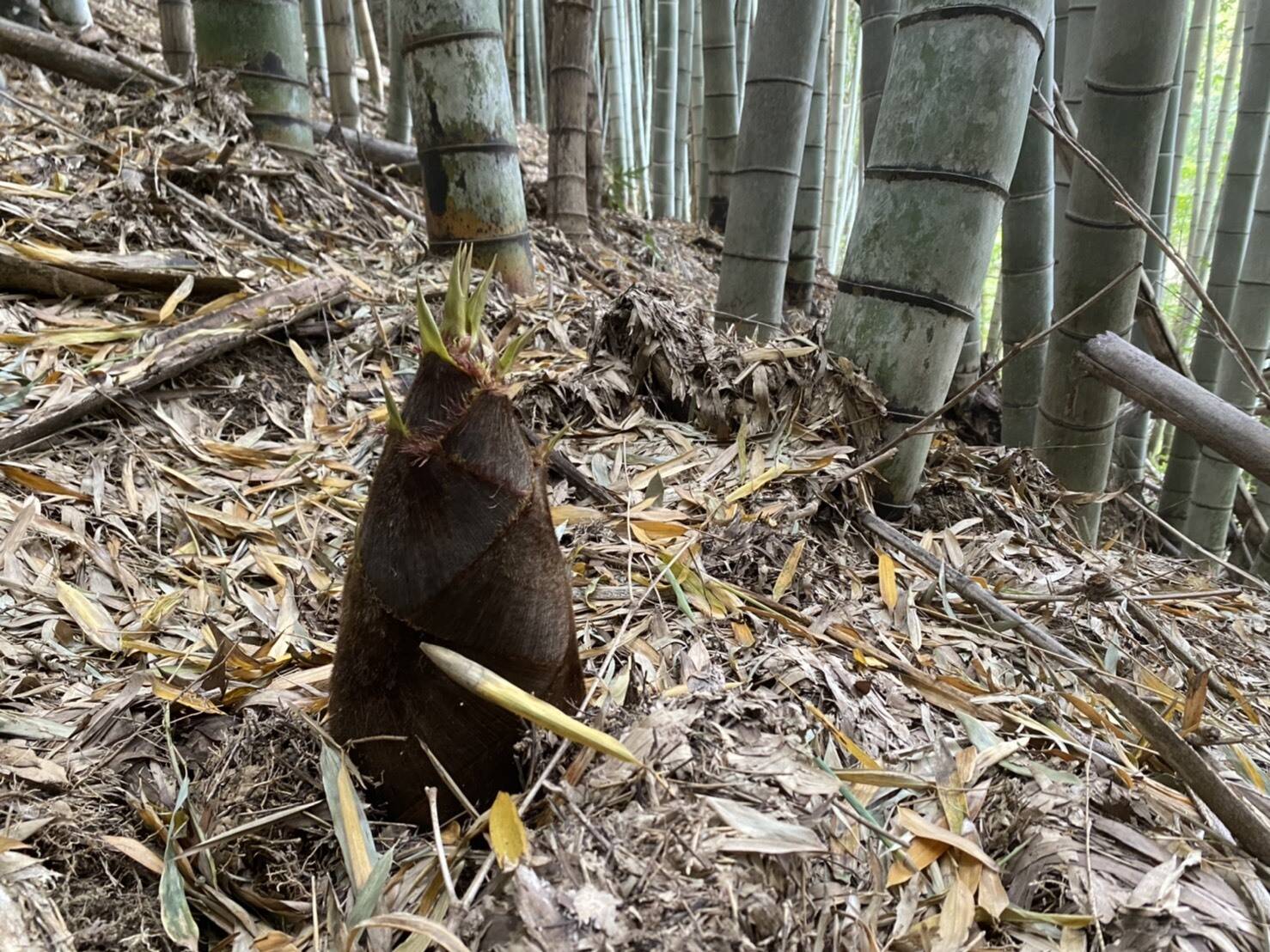 お歳暮 ＜5~10本入×3箱＞新タケノコ 生たけのこ 約6kg 5/13朝堀！佐渡