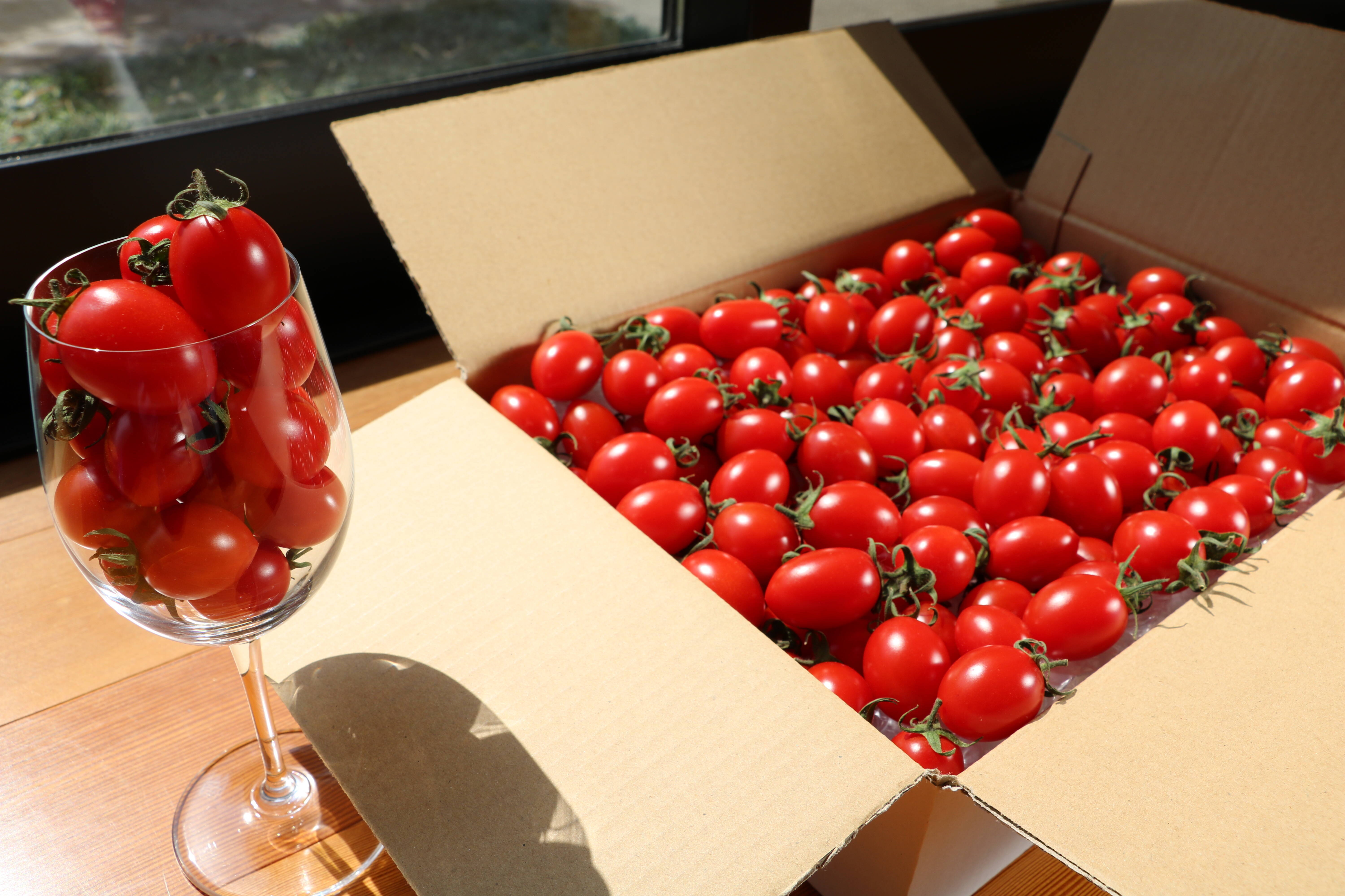 ミニトマト【高糖度アイコ】1kg/箱・海藻肥料アルギットによる高糖度と