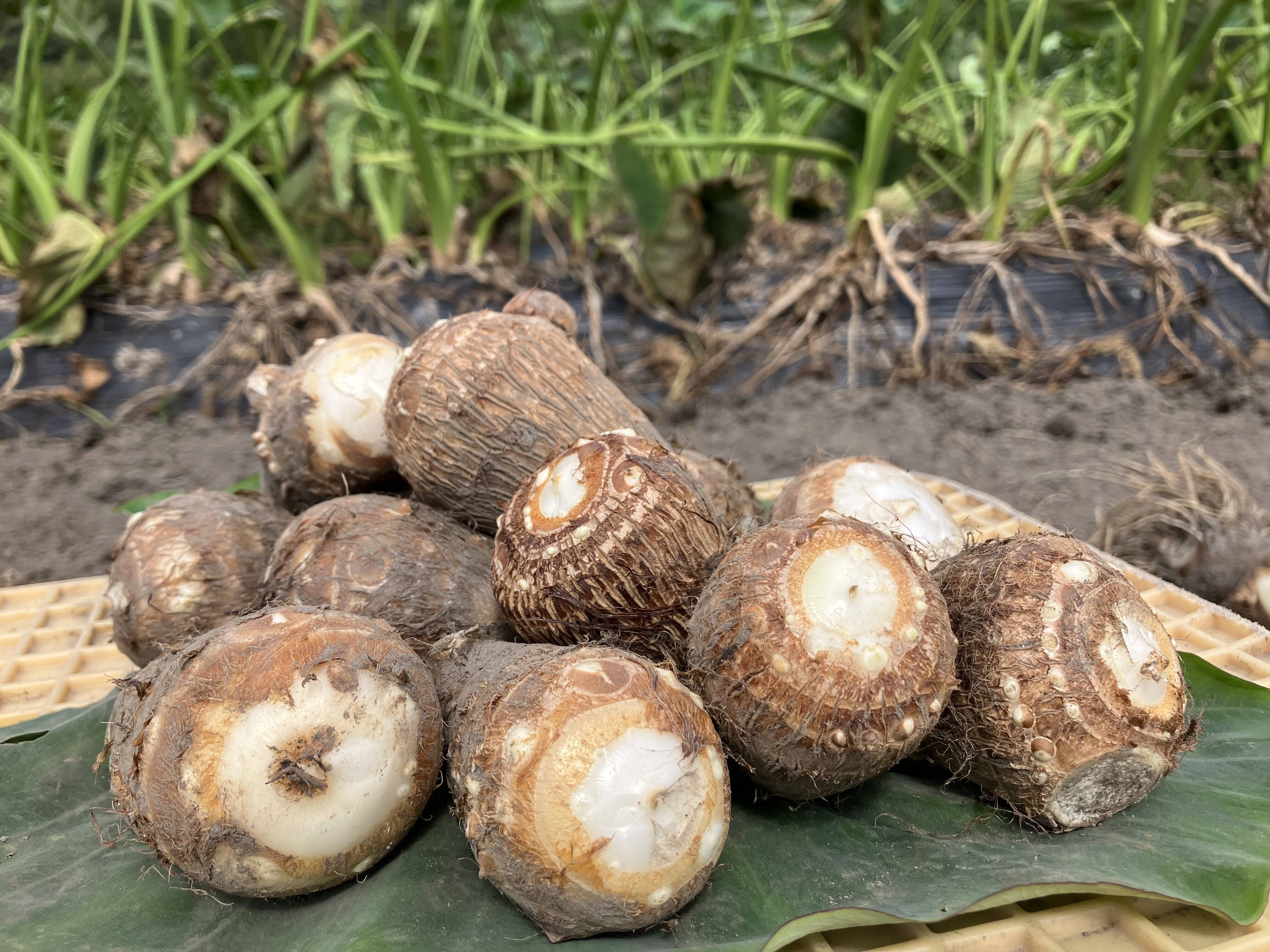 ふっくら里芋1.5kg - 食品