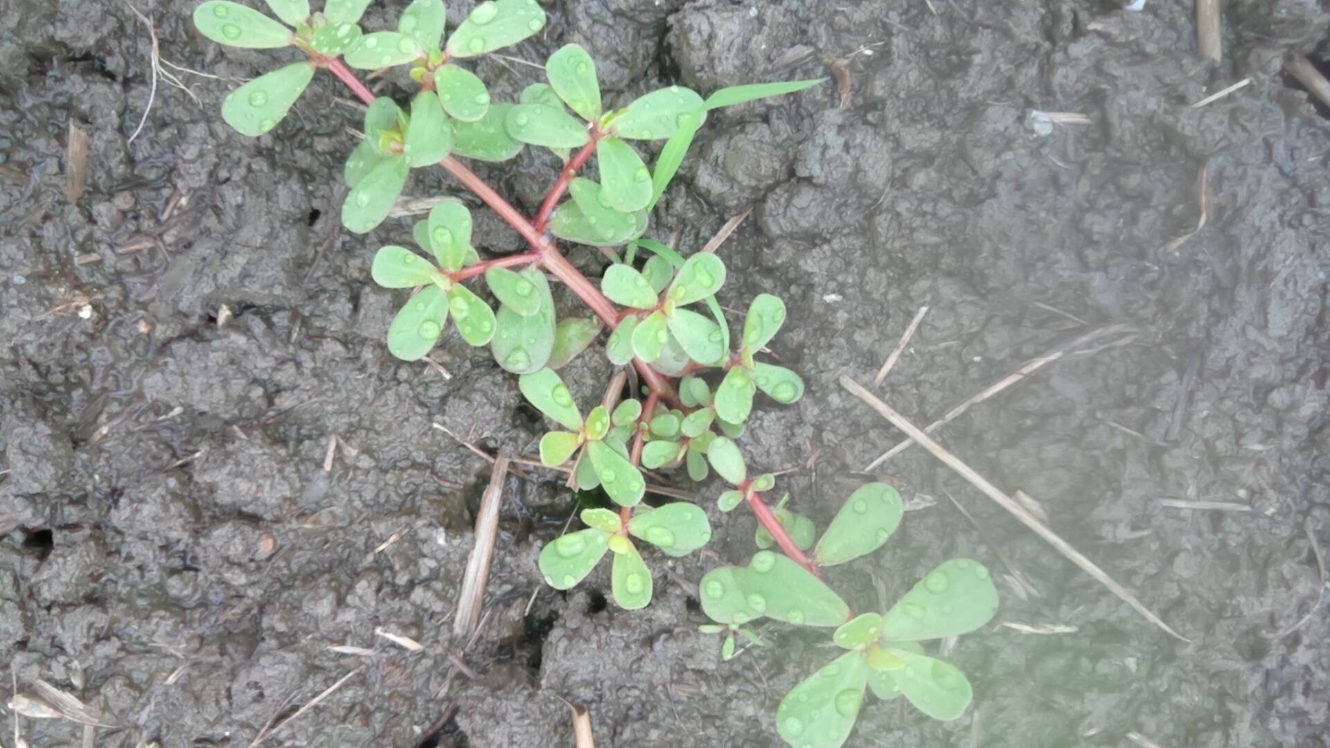 食べられるスーパー雑草の スベリヒユ は凄い生命力 食べチョク 産地直送 産直 お取り寄せ通販 農家 漁師から旬の食材を直送