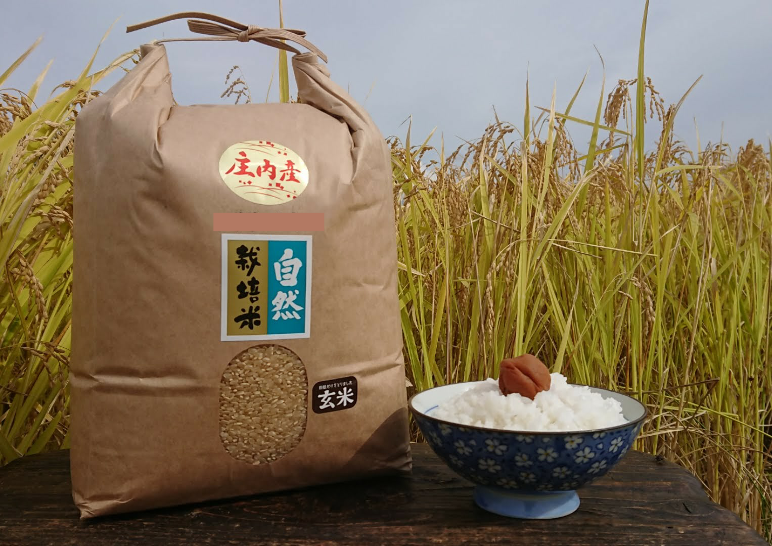 ササニシキ 玄米24kg ササニシキ 玄米24kg 在庫 処分