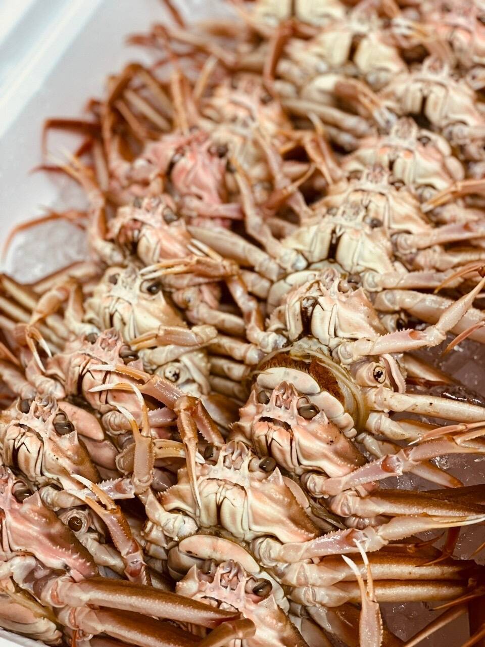 10月解禁！卵がぎっしり 訳あり『本ズワイガニのメス』3キロ 新潟県