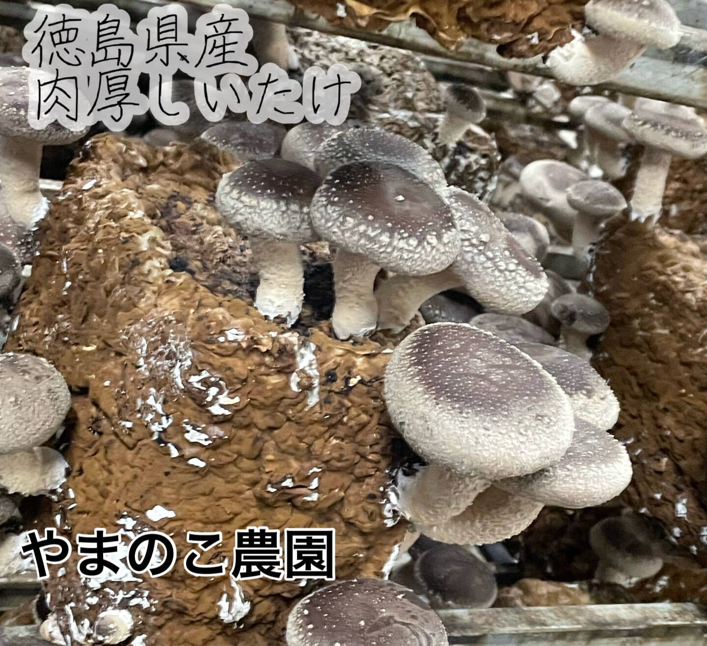 肉厚椎茸小中サイズ1000グラム 徳島県産 しいたけ シイタケ：徳島県産のシイタケ｜食べチョク｜産地直送(産直)お取り寄せ通販 - 農家・漁師から旬 の食材を直送