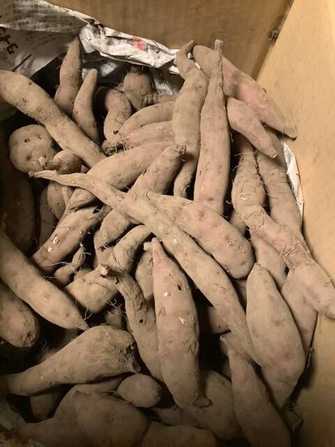 ｋ自然栽培熟成サツマイモ２種１３ｋｇ 自然栽培 熟成干し芋 | engawa-marche