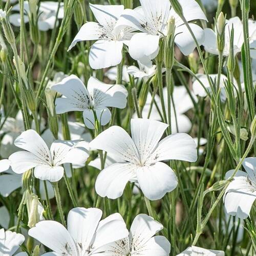 2個セット アグロステンマ オーシャンパール ホワイトガーデン