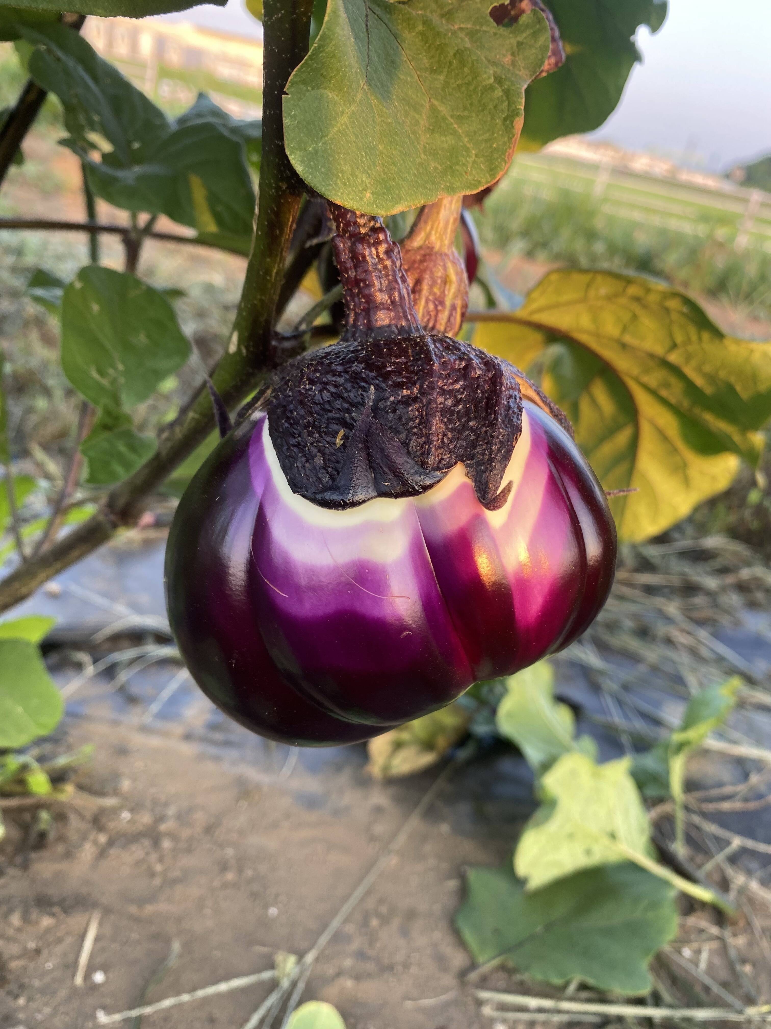 固定種 栽培期間農薬不使用 朝採り 世界一美味しい フィレンツェナス