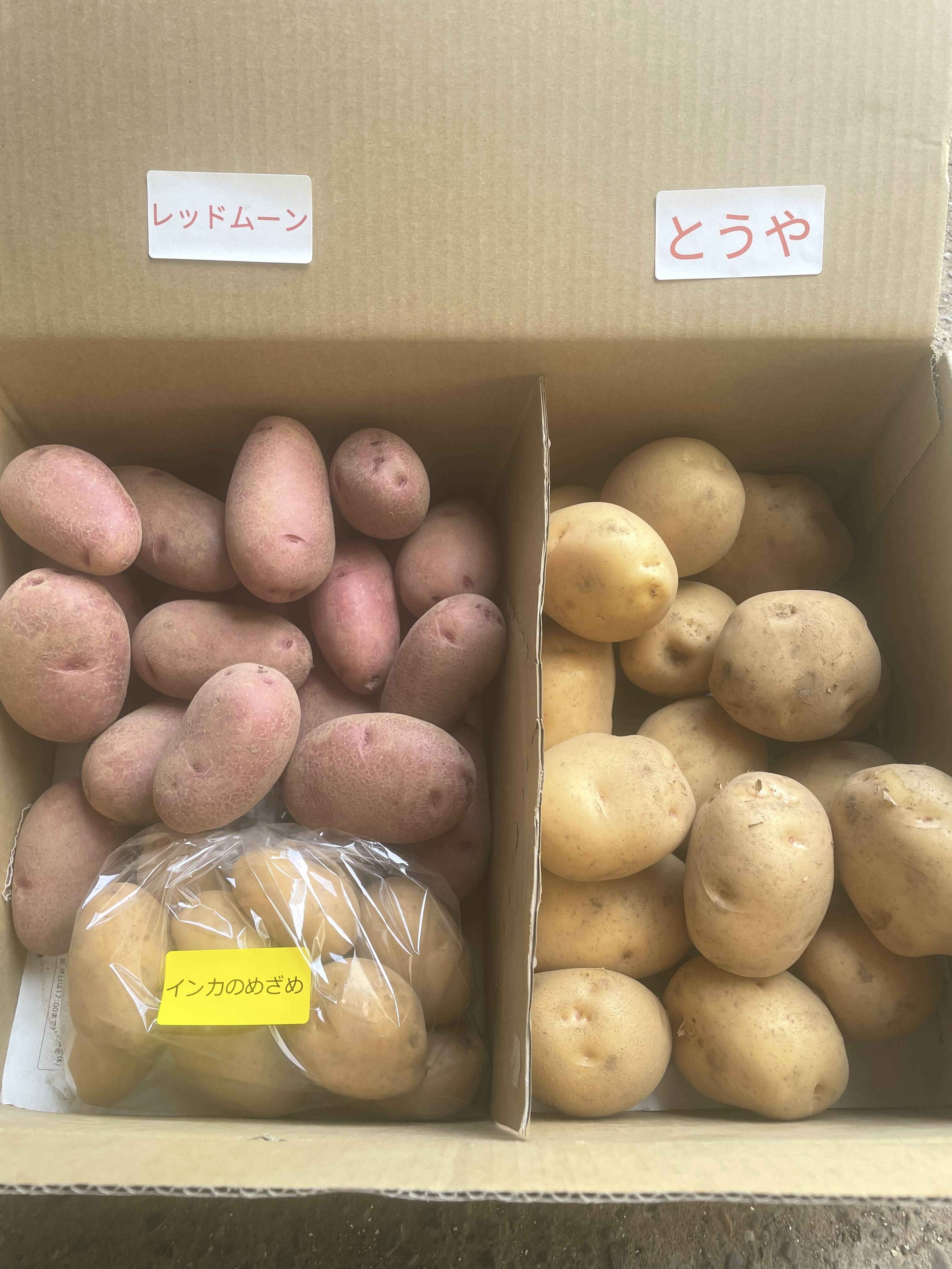 じゃがいも☆23キロ レッドムーン（芽が出始めました）種芋、種用に