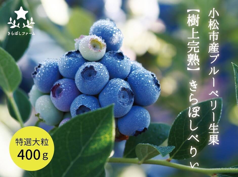 ☆2023年シーズン予約開始☆ぷちっと弾ける夏の甘さ!【特選「生