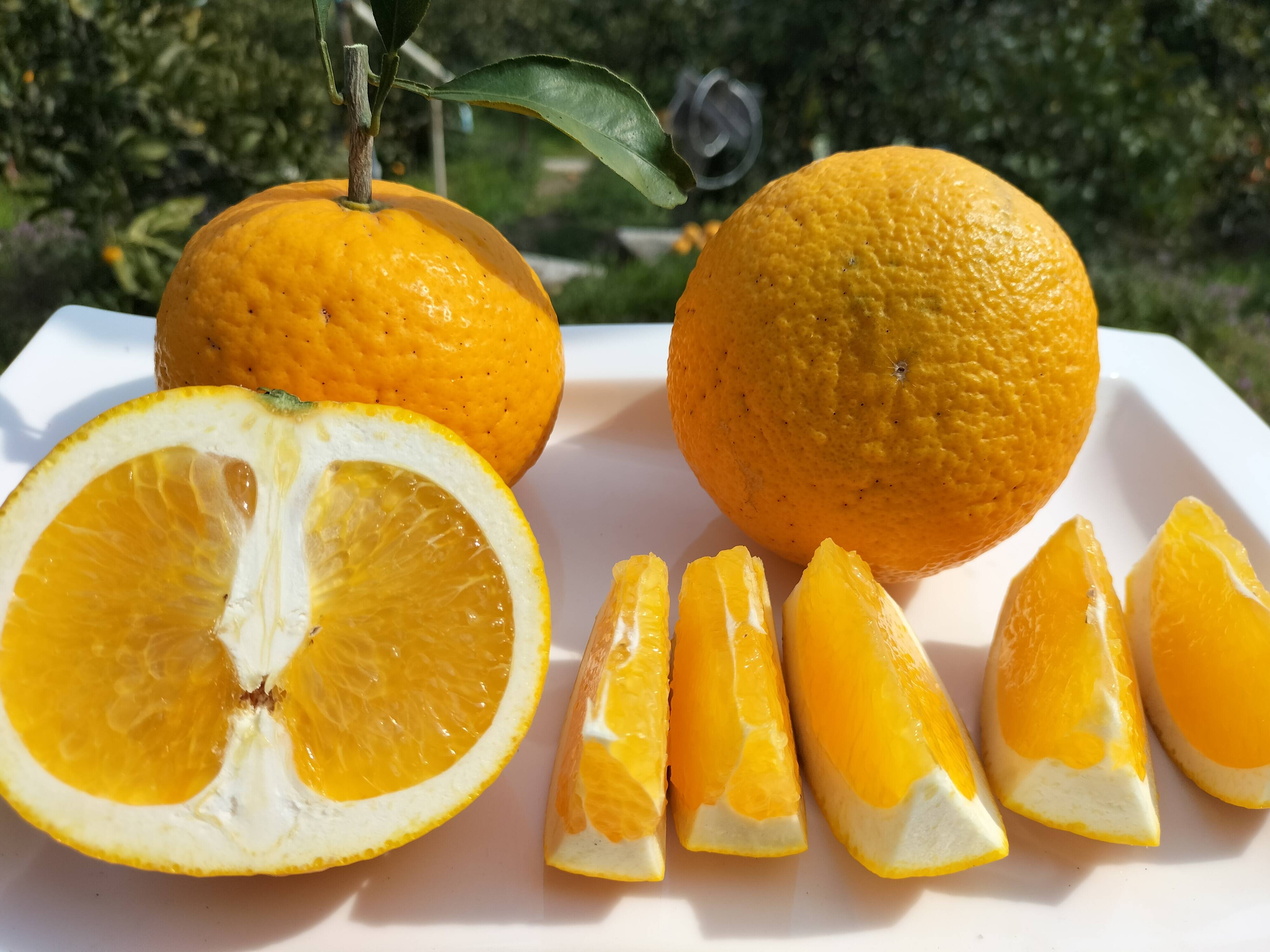 輝く黄金色「星タンゴール」(約23〜25個）：広島県産のみかん・柑橘類