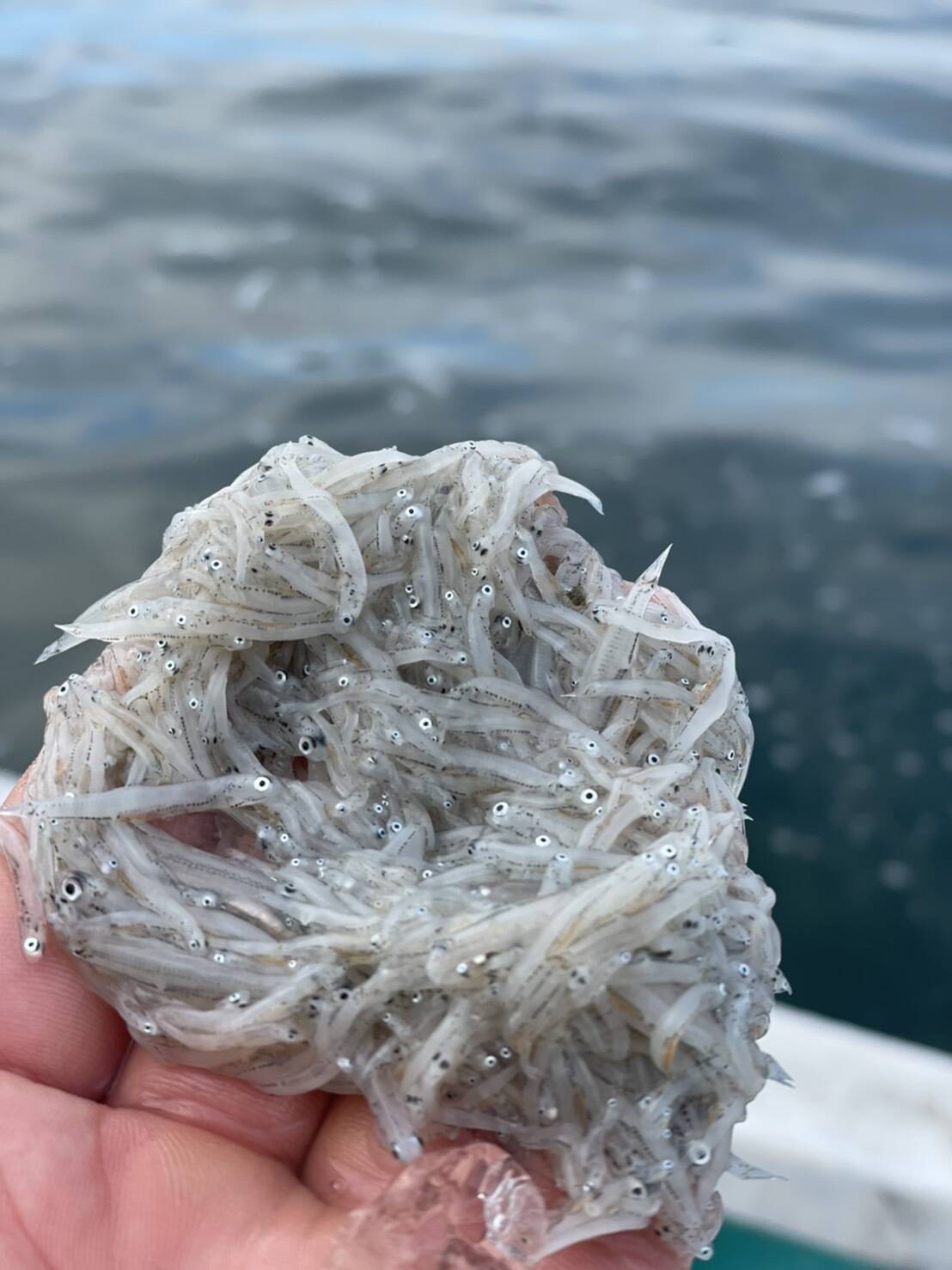 獲れたて新鮮☀️絶品生しらす(100g×4パック) ：和歌山県産の