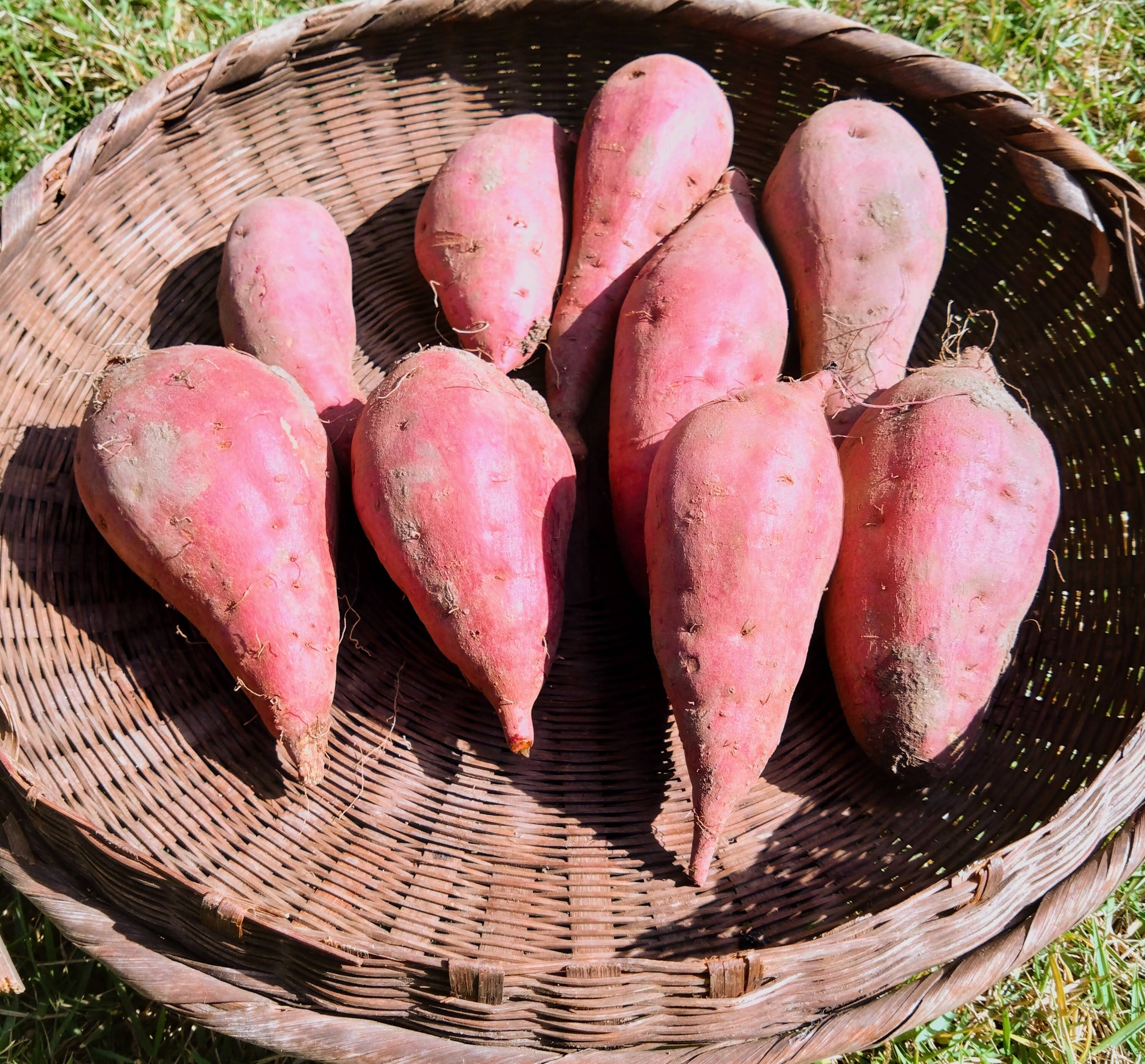 さつまいも 紅はるか（2㎏）：熊本県産のべにはるか｜食べチョク