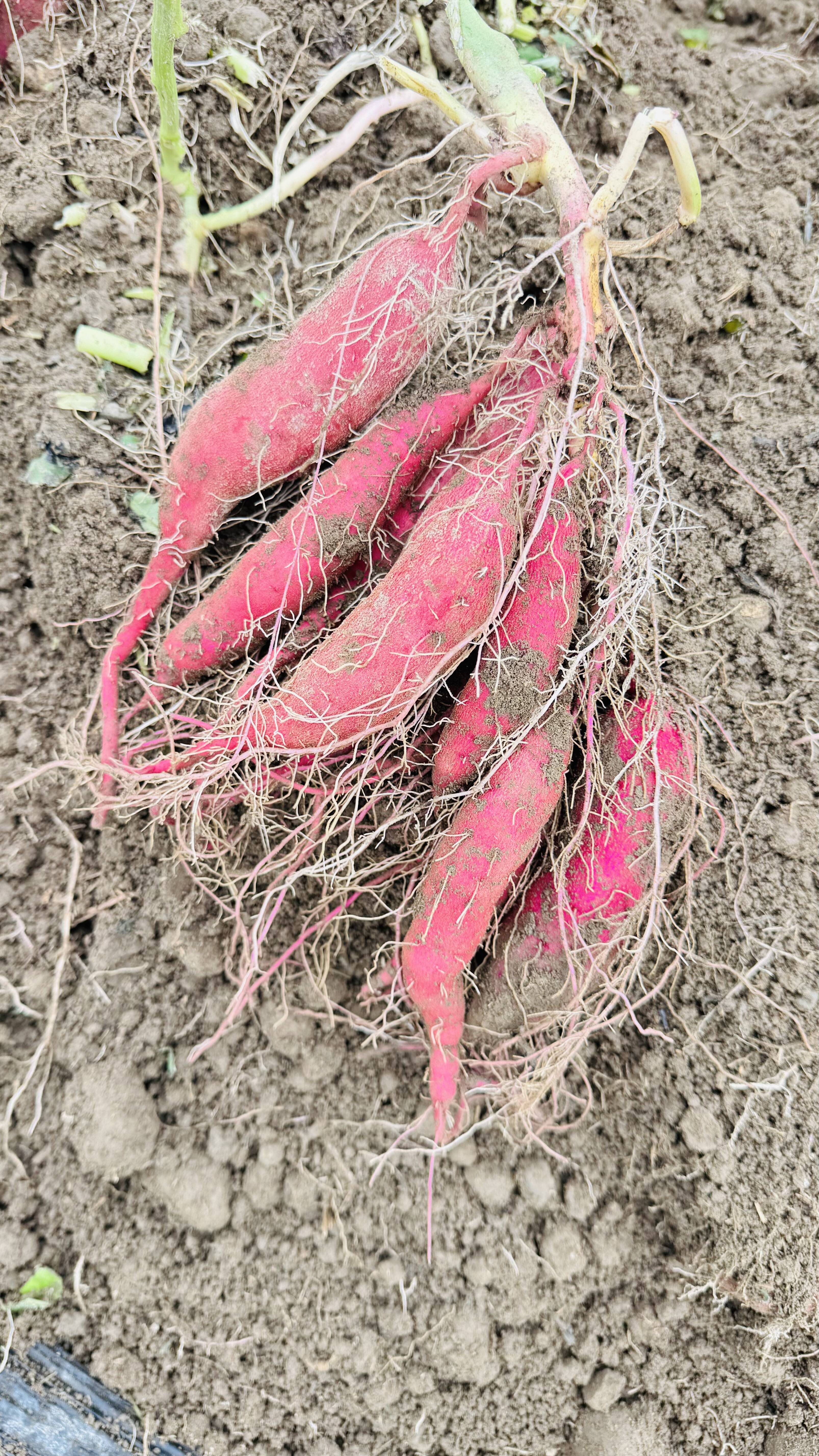 栗かぐや M 5kgLサイズ 15kg 合計20kgさつまいも 栗のような味わい 栗かぐや M 5kgLサイズ 15kg 合計20kgさつまいも 栗のような味わい