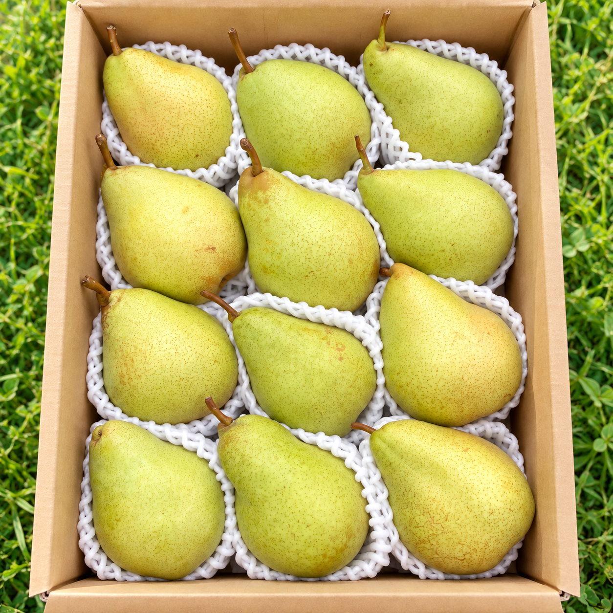 数量限定特別価格】【希少な西洋梨】【芳醇な香りで甘くジューシー
