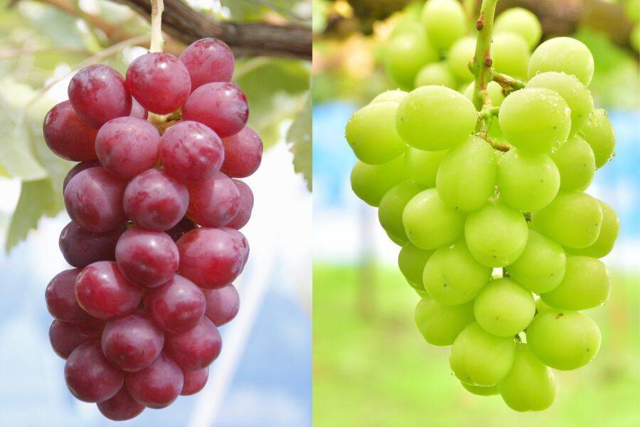 500円引き】クイーンルージュ(R)・シャインマスカット約1kg（各1房