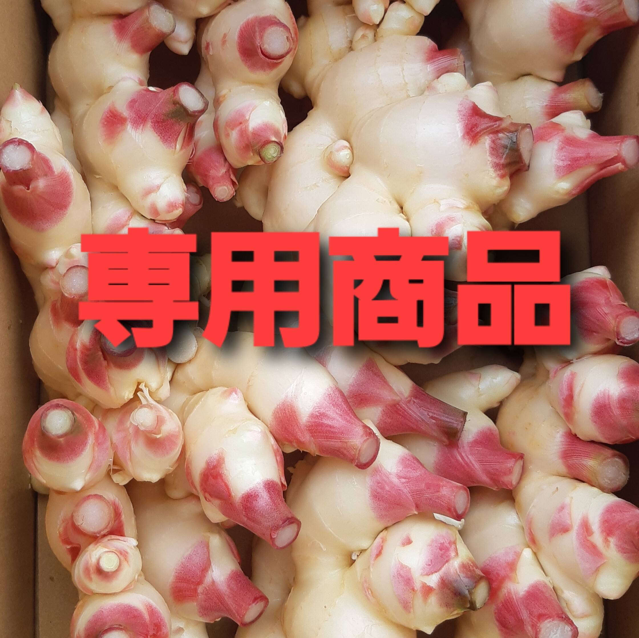 高知県産囲生姜8Kg 農家直送 高知県産新生姜8kg【クール便】：高知県産のその他薬味