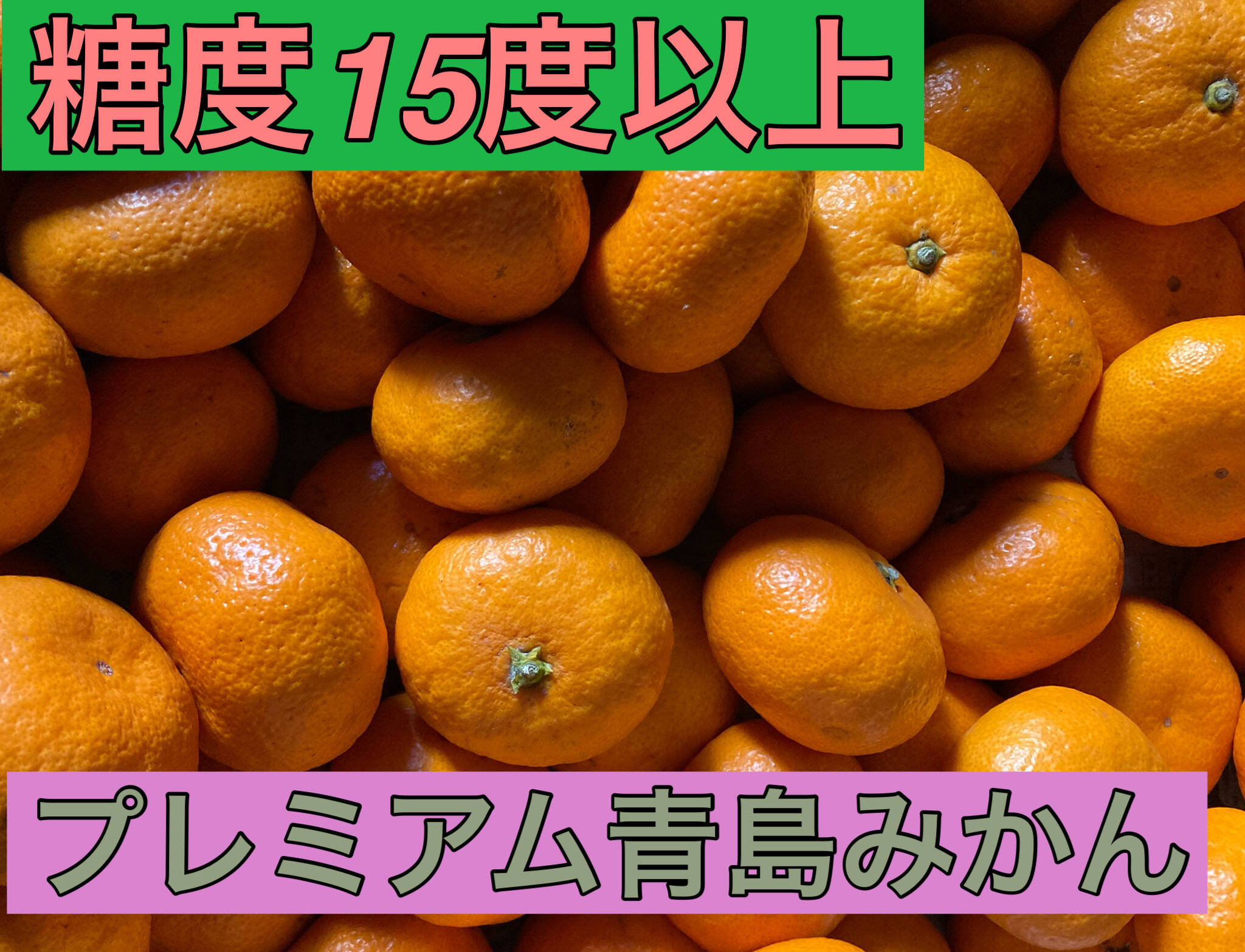 【濃厚！絶品！糖度15度以上】蔵出しプレミアム青島みかん　3kg