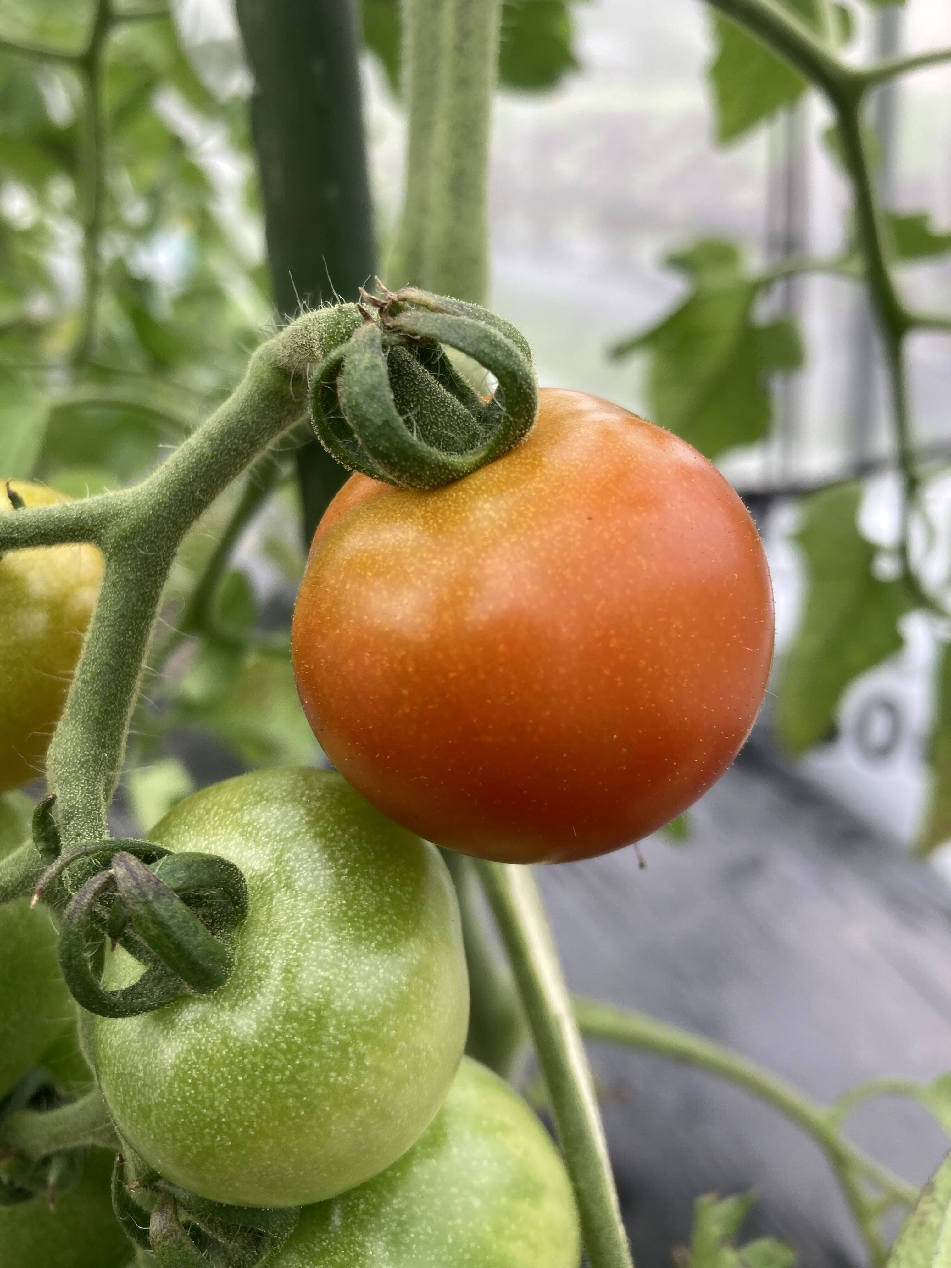 野菜 D1 彩り夏野菜セット【1～2人向け・少量6～7品目】栽培期間中 農薬・化学
