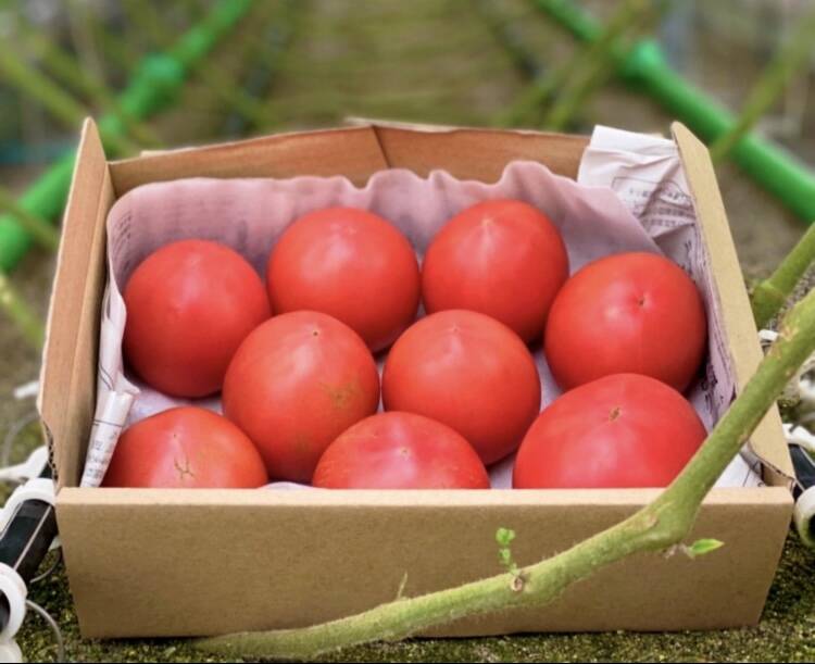 規格外トマト真っ青16Kg ずっしり❗️ジューシー❗️朝採り完熟トマト(規格外)：長野県産の