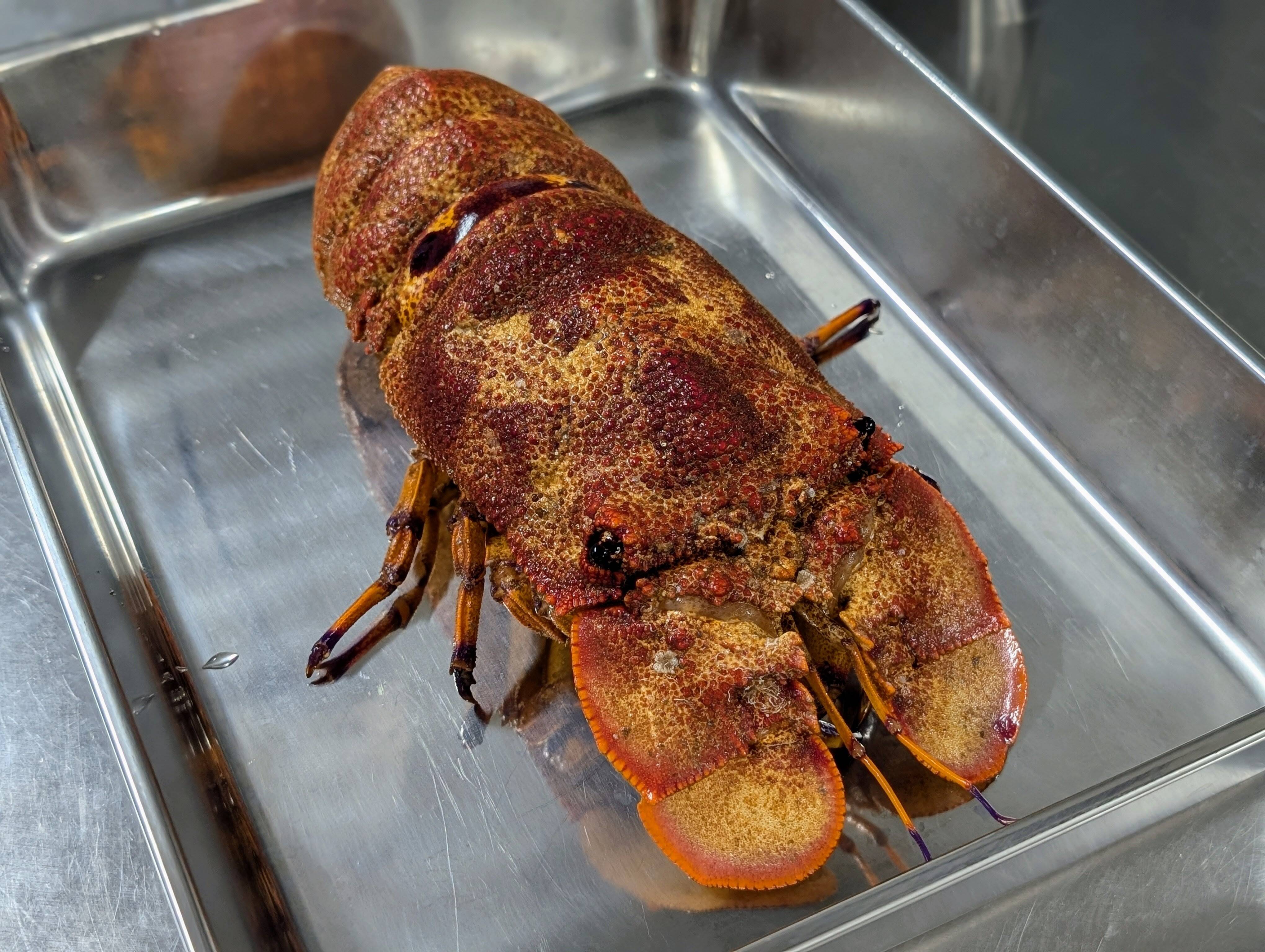 幻のエビ！『セミエビ』活〆真空パック冷凍（780g1匹分）：鹿児島県産