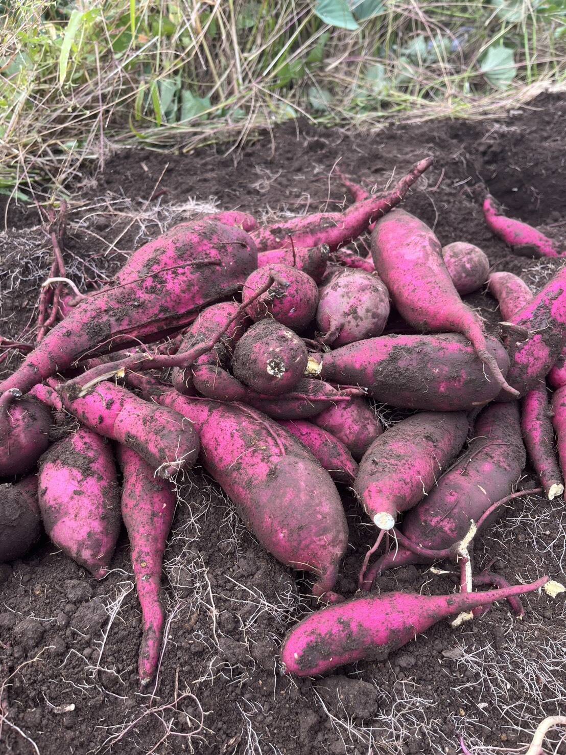 2b8f2ad9be6feaac523efbf850bd71